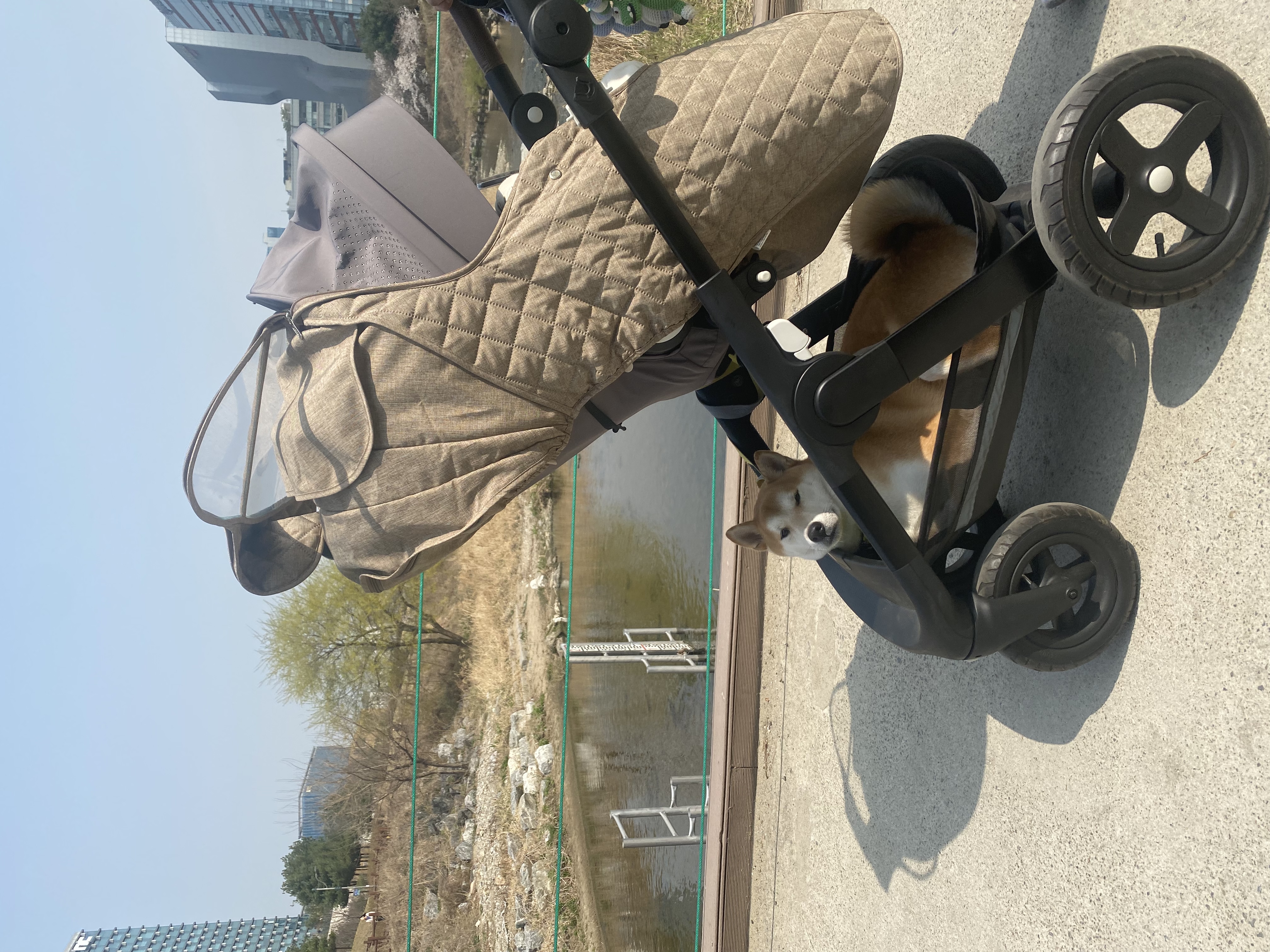 로꼬 (곤지암 두시) 입양 2년차 생활