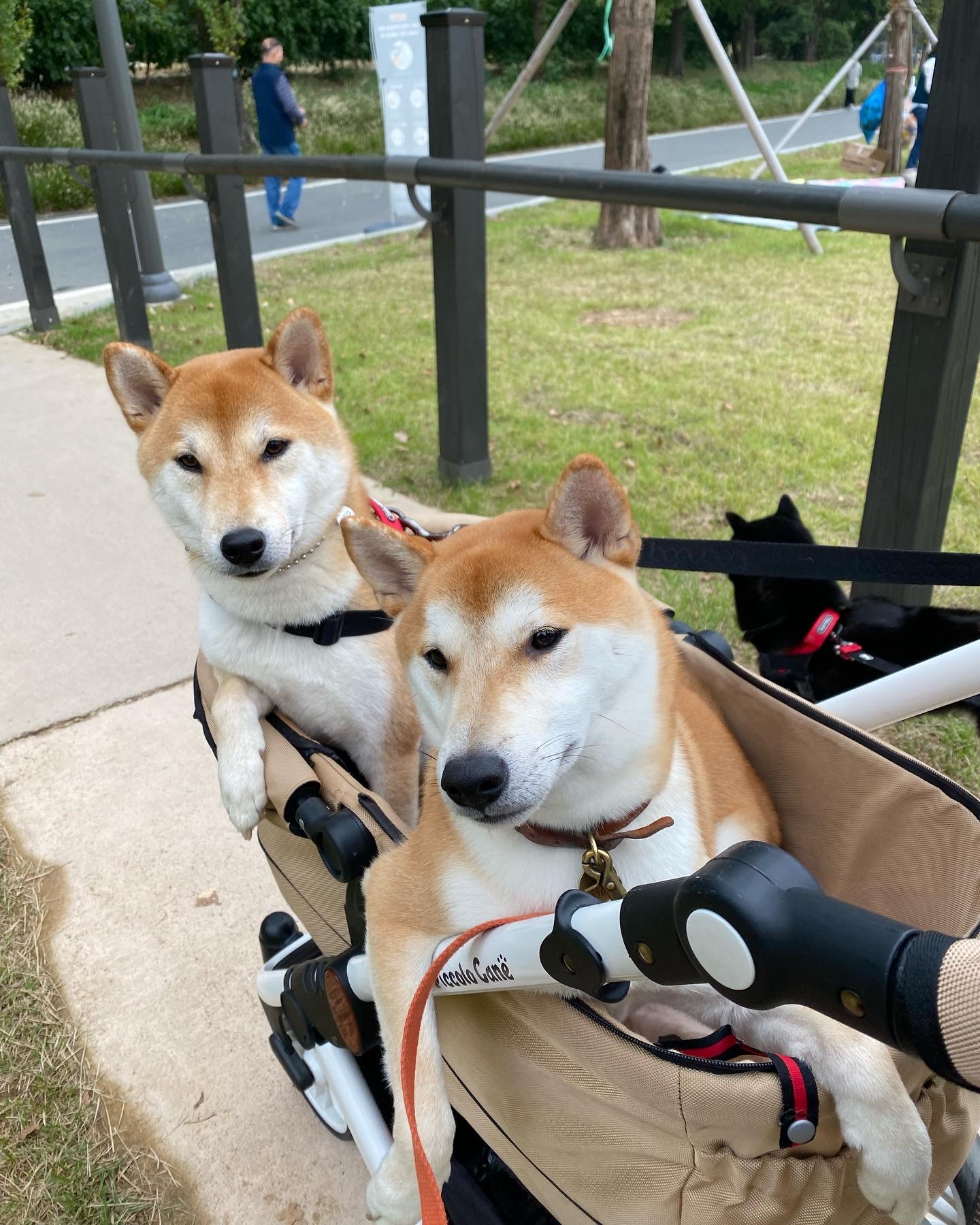 로꼬 (곤지암 두시) 입양 2년차 생활
