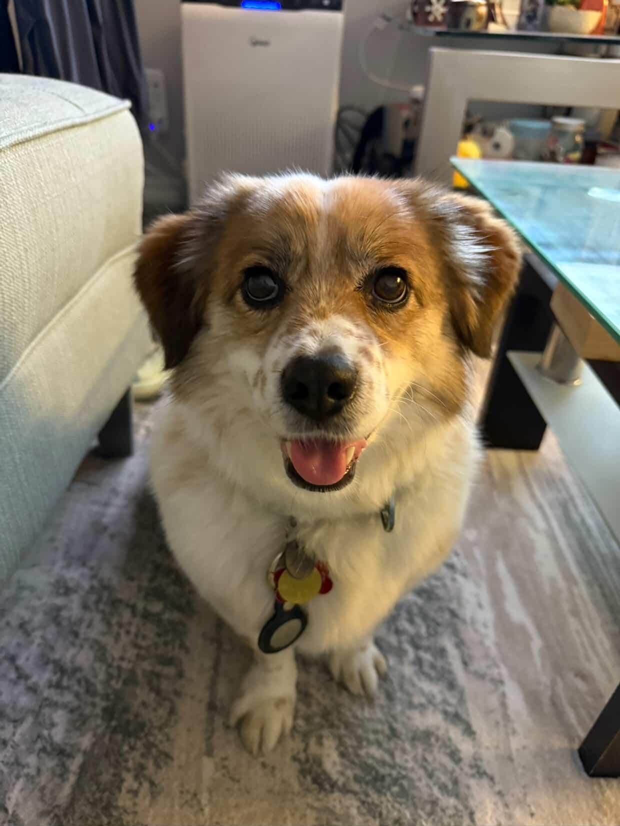 [해외입양] 캐나다 밴쿠버에서 전해온 '도치' 소식