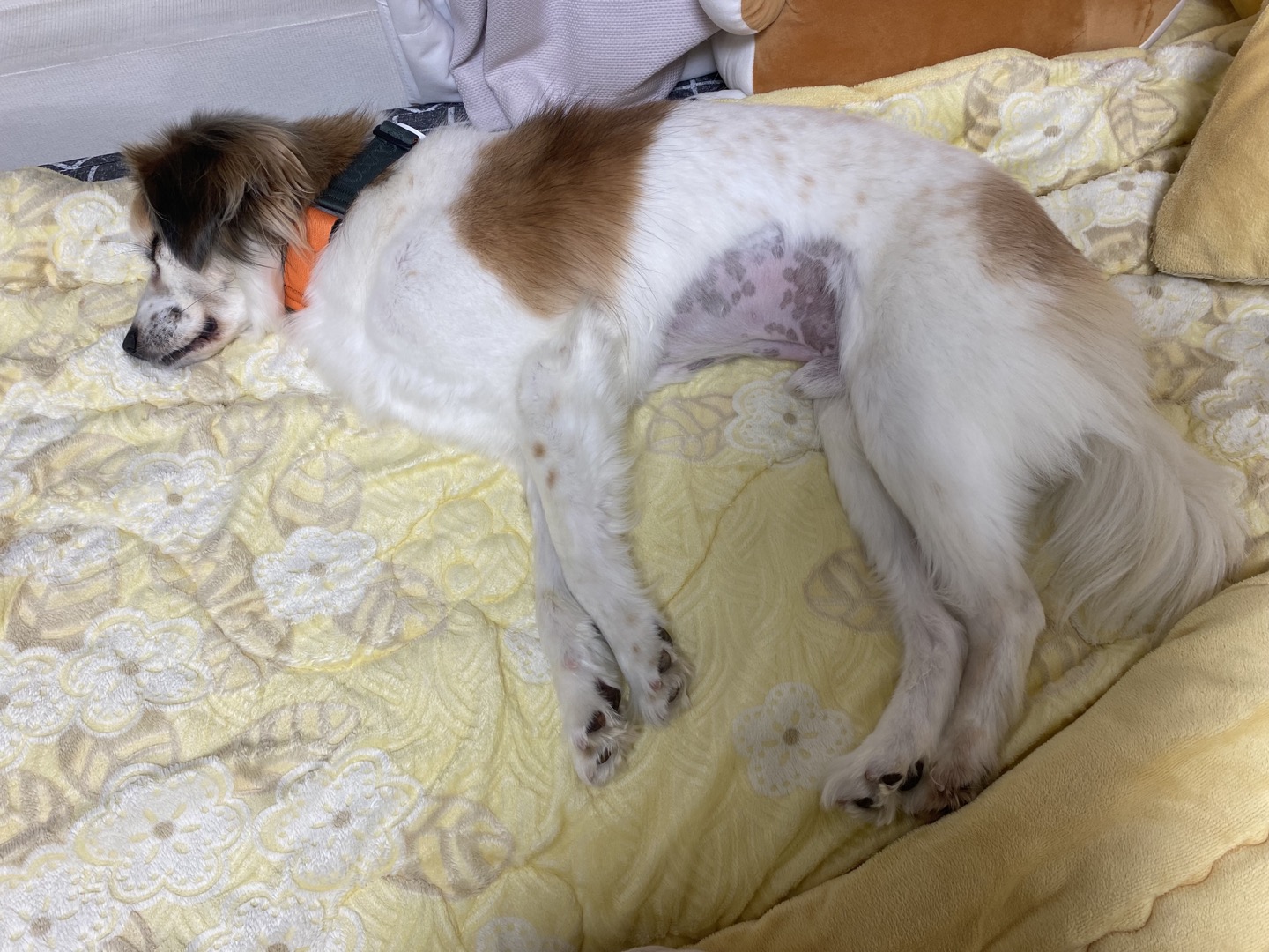 리아 임보 일주일차 후기입니다!