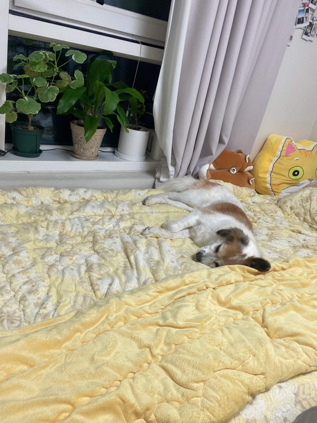 리아 임보 일주일차 후기입니다!