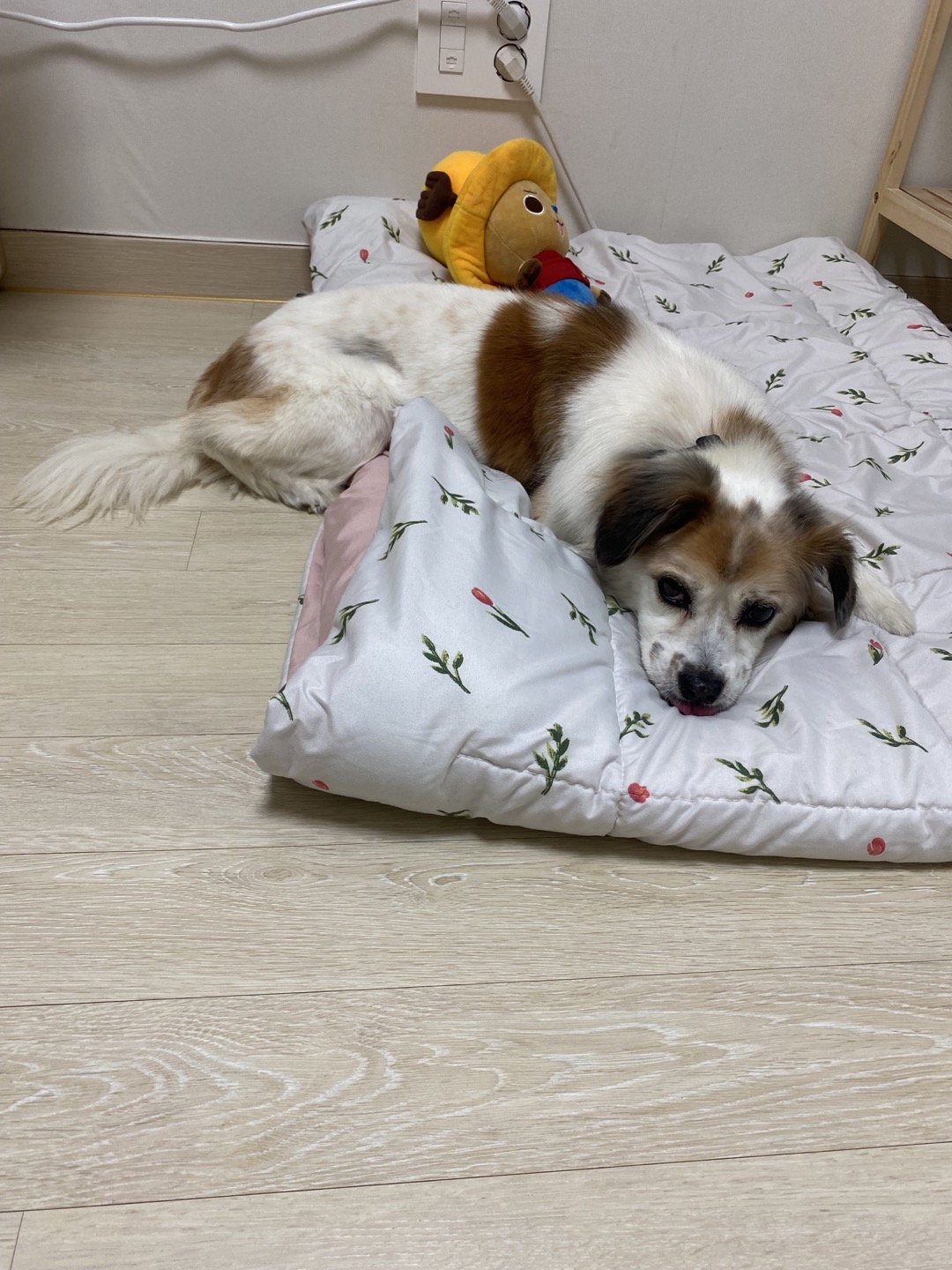 리아 임보 일주일차 후기입니다!