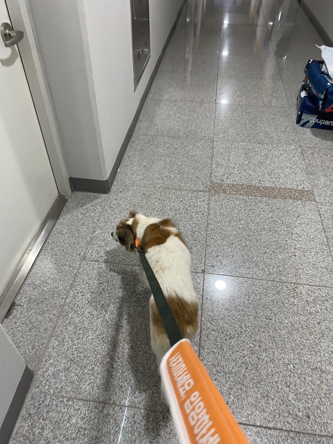 리아 임보 일주일차 후기입니다!