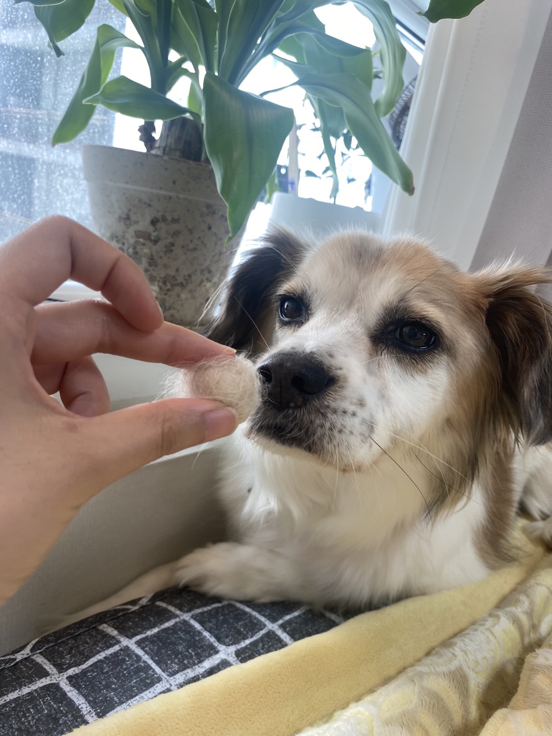 리아 임보 일주일차 후기입니다!