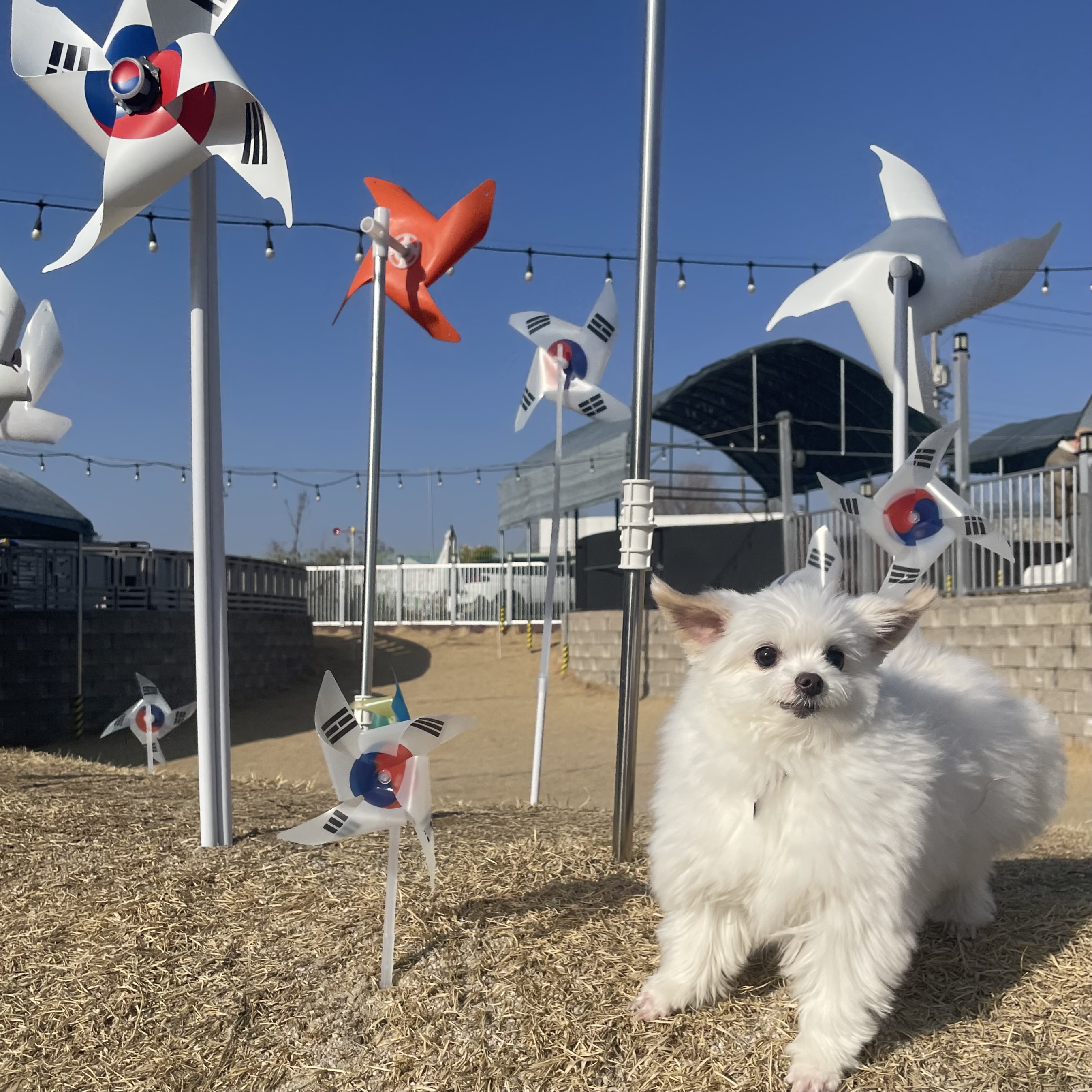 아산구조견 짜니 임시보호 세달 후기입니다