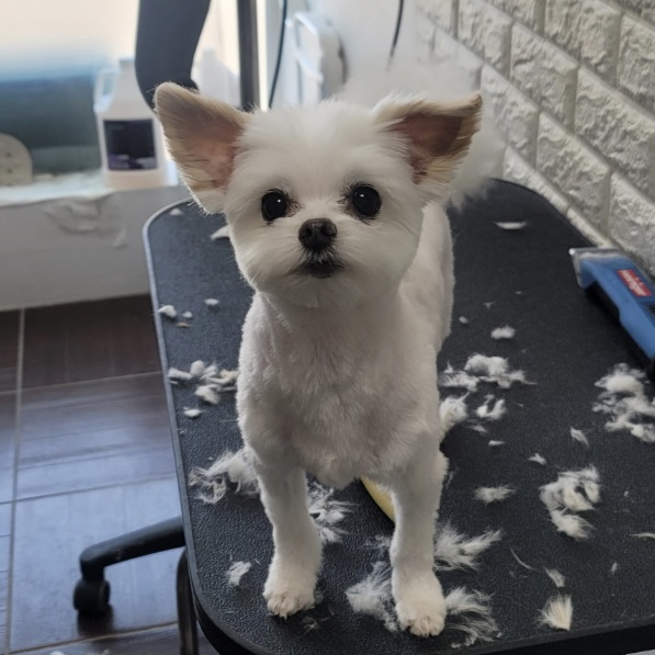 아산구조견 짜니 임시보호 세달 후기입니다