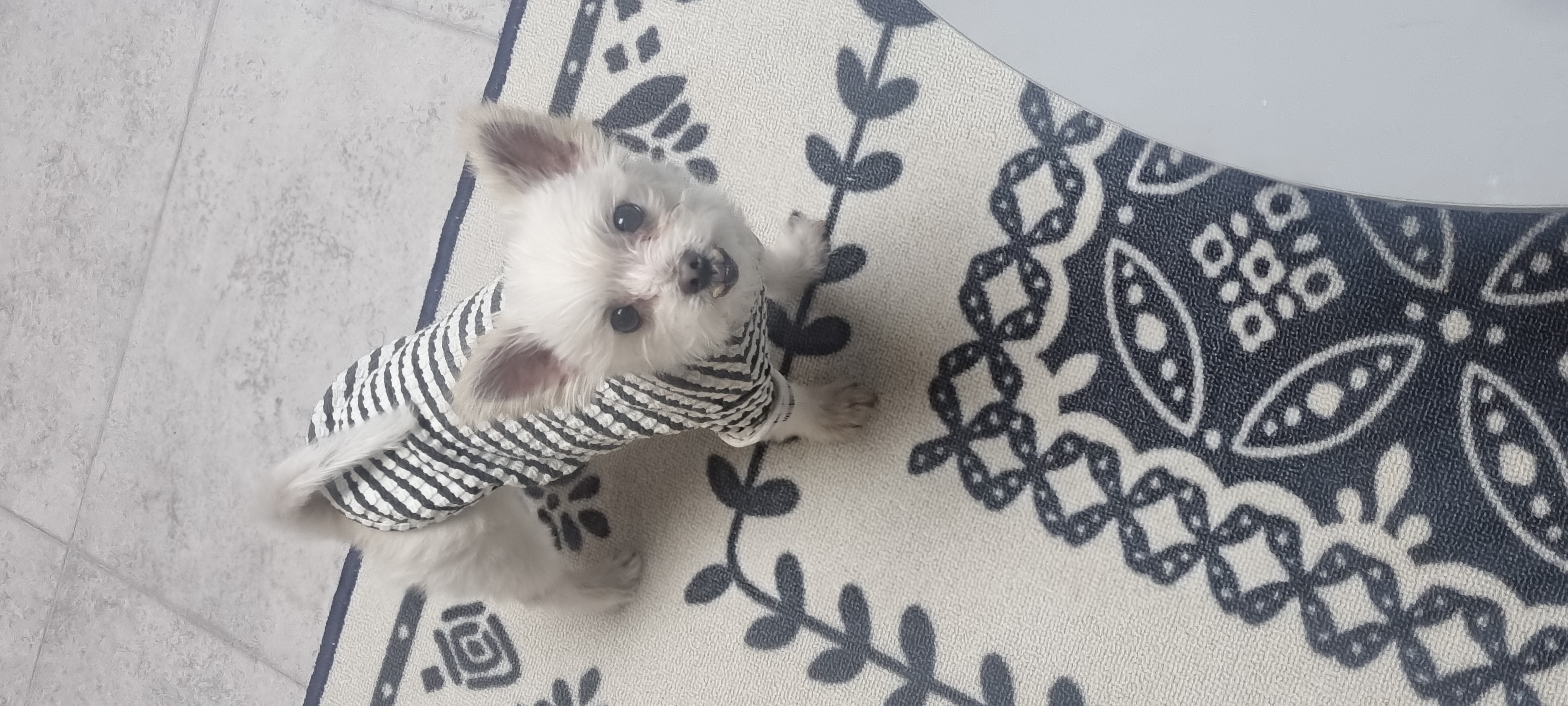 아산 구조견 엘프 임보 석달차후기