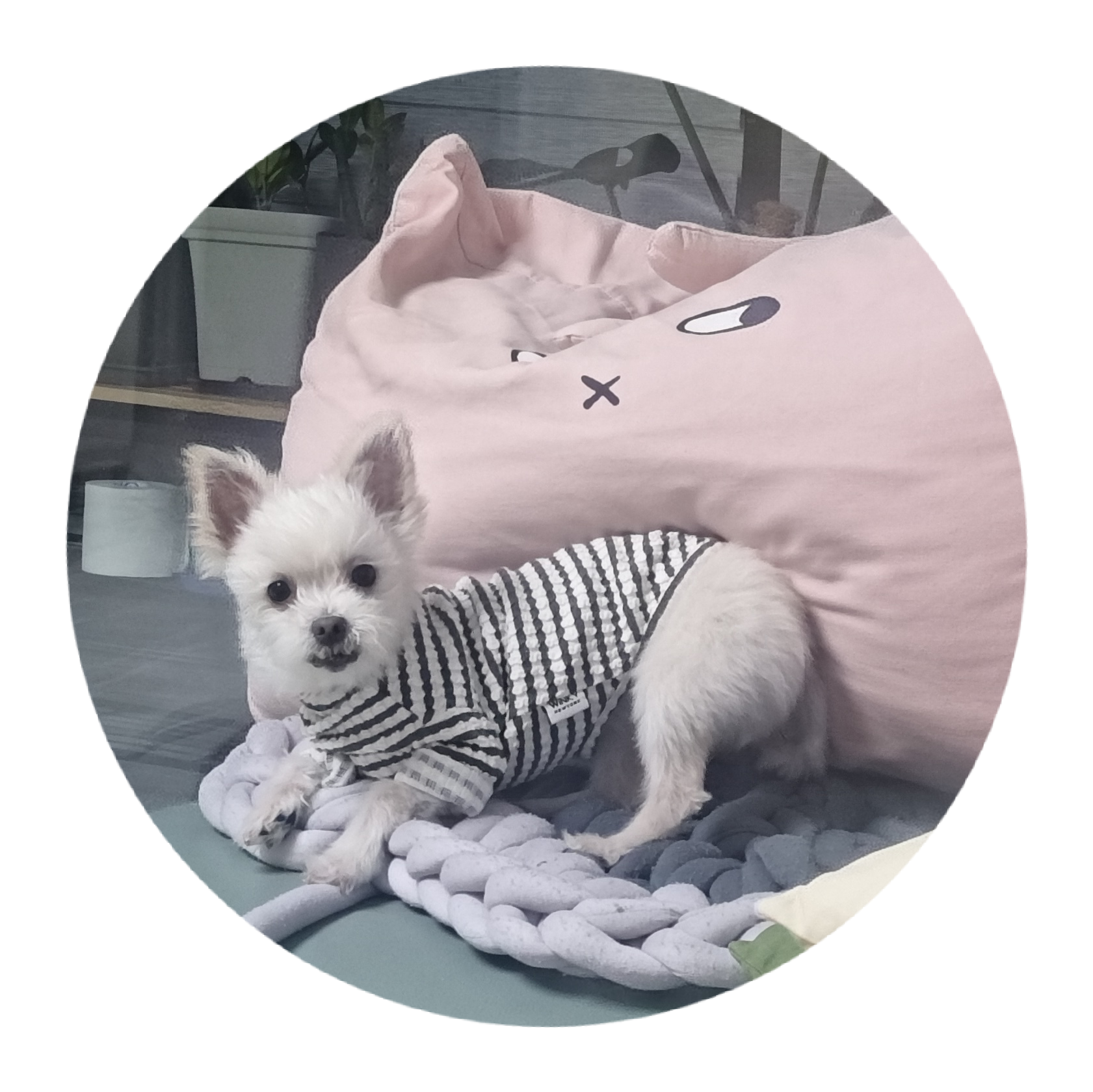 아산 구조견 엘프 임보 석달차후기