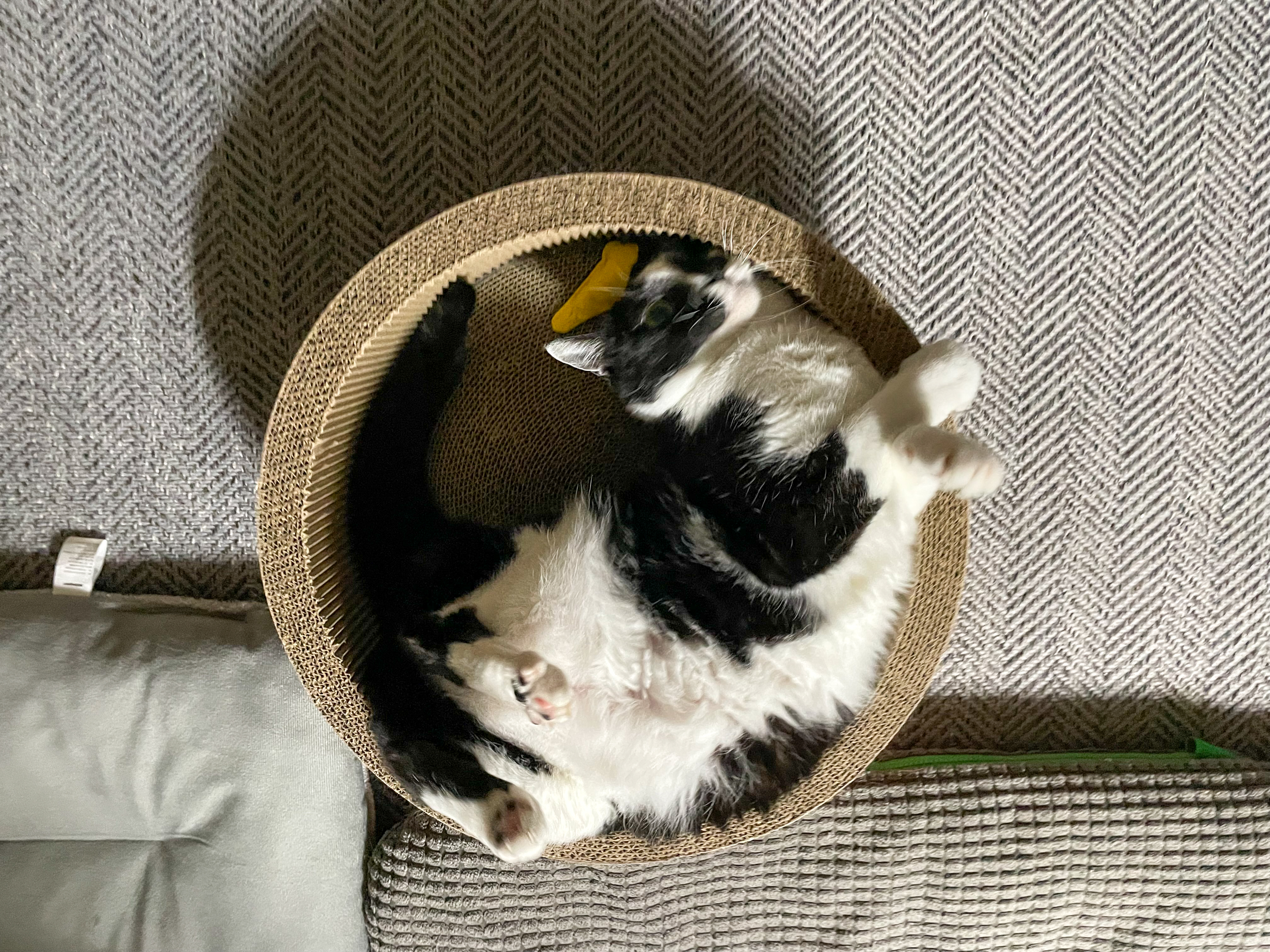 시저랑 같이 산 지 벌써 6년이네요. 