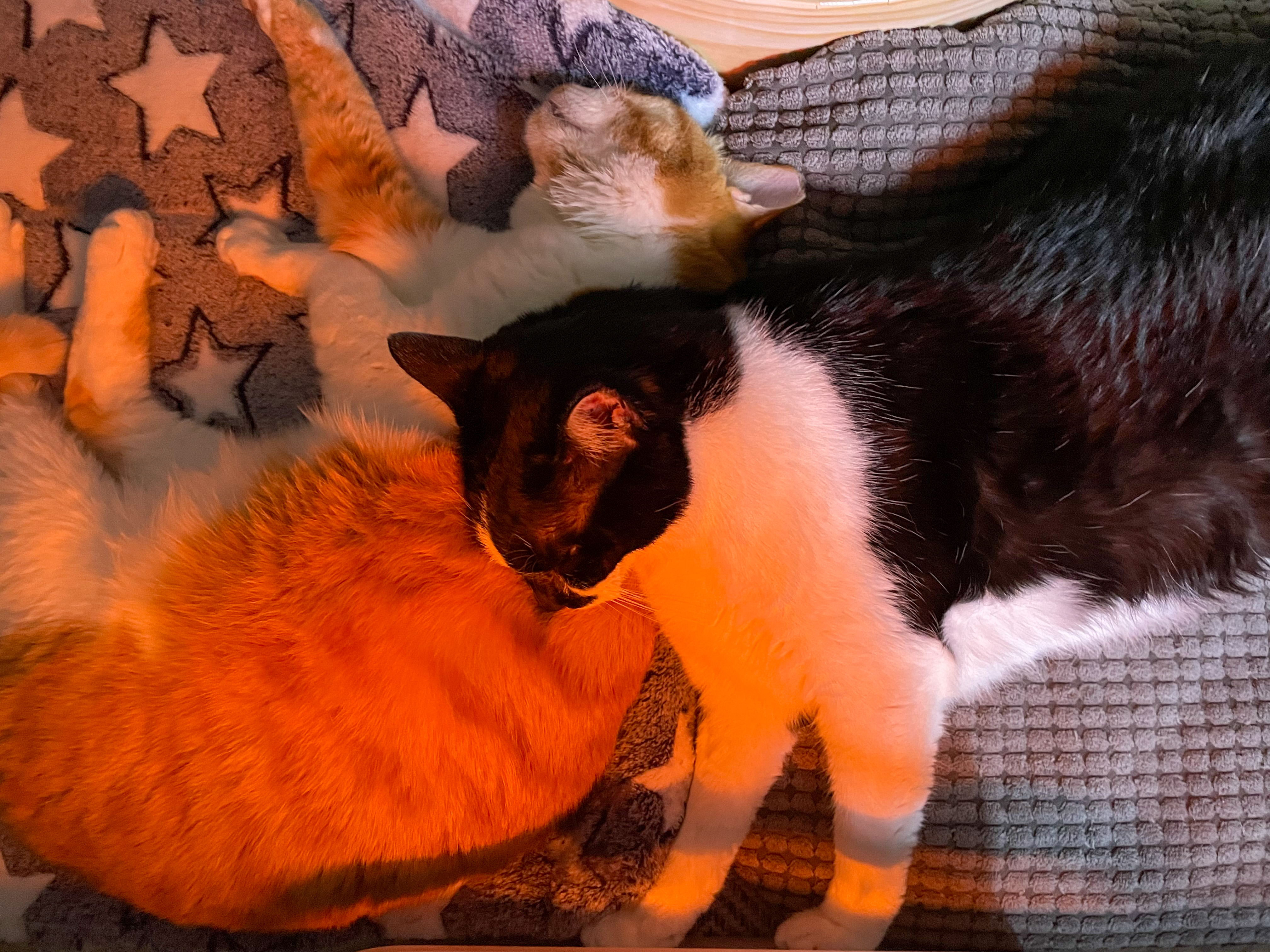 시저랑 같이 산 지 벌써 6년이네요. 