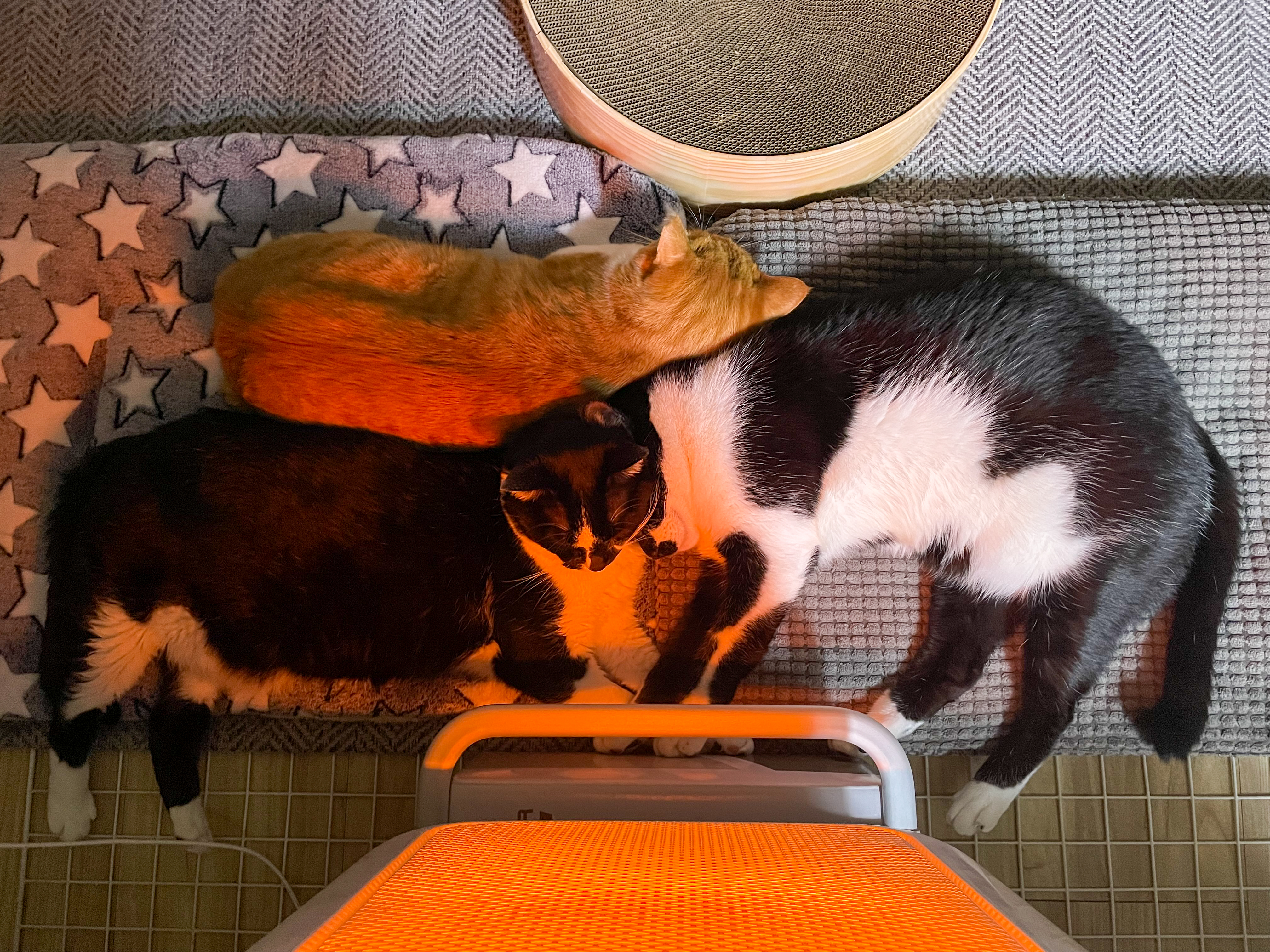 시저랑 같이 산 지 벌써 6년이네요. 