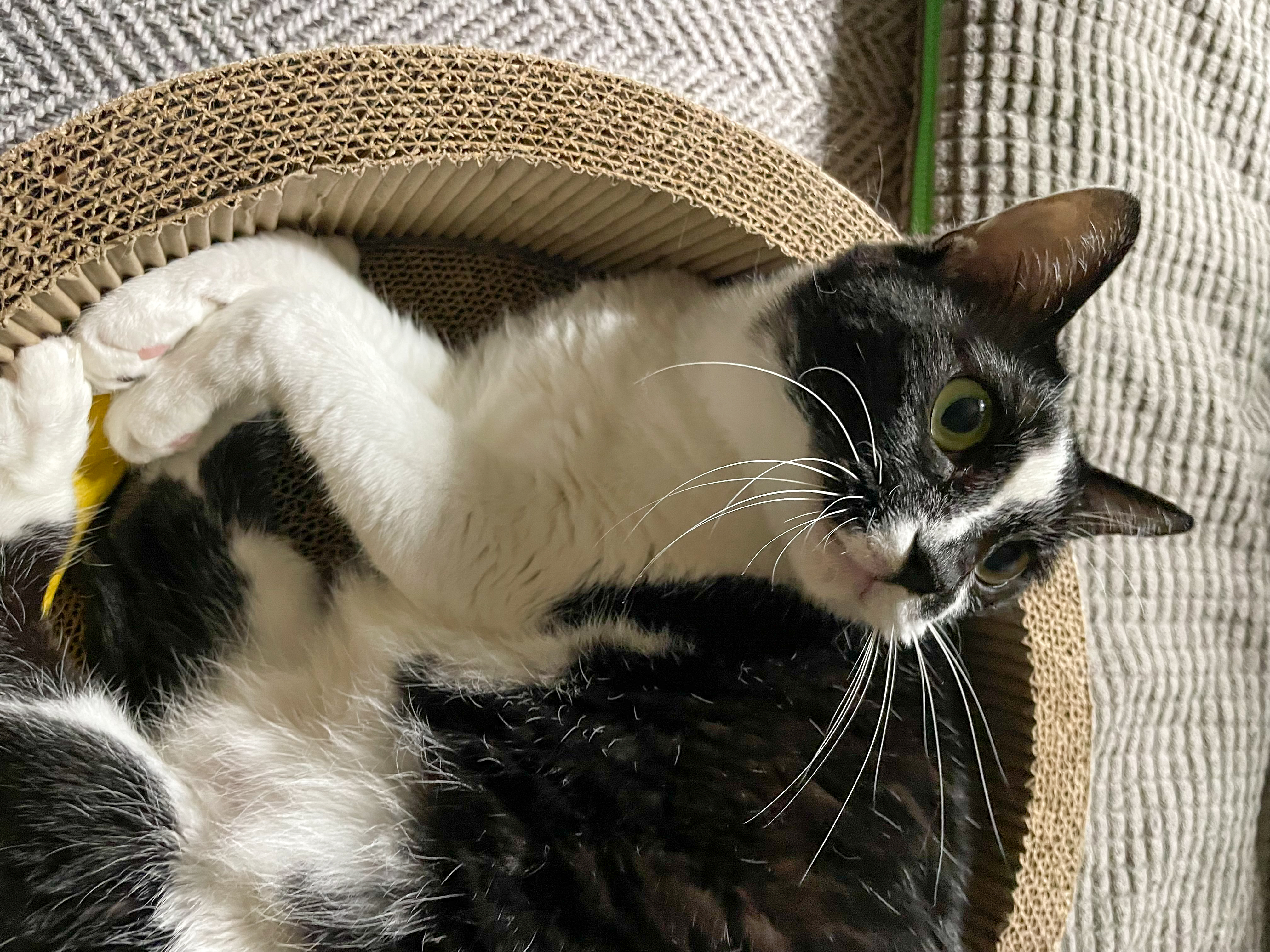 시저랑 같이 산 지 벌써 6년이네요. 