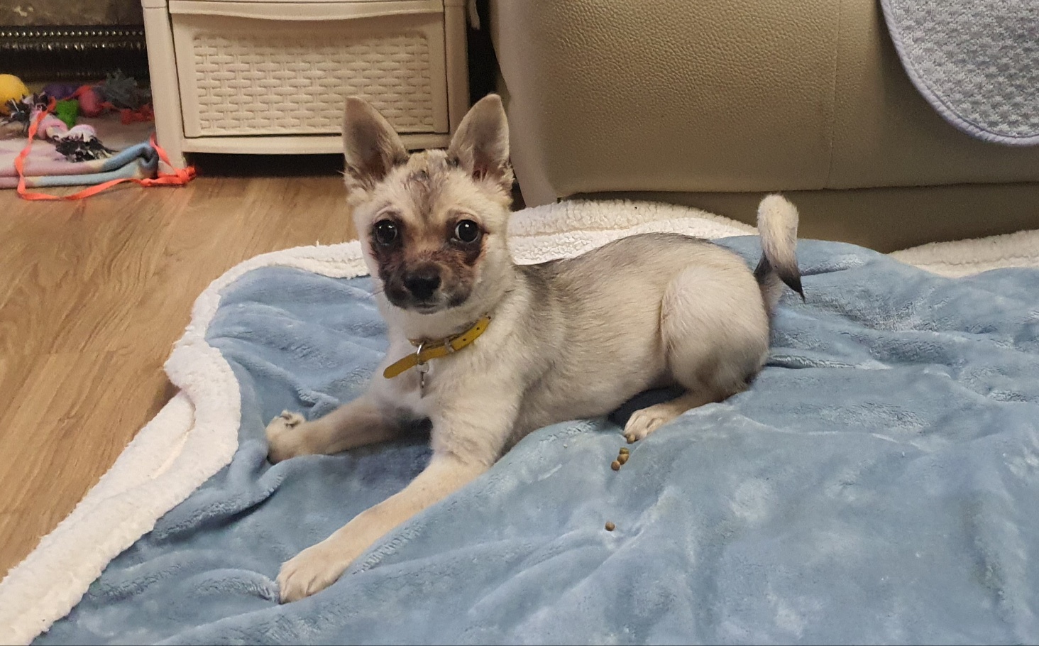 산들(밀이)입양 1달차