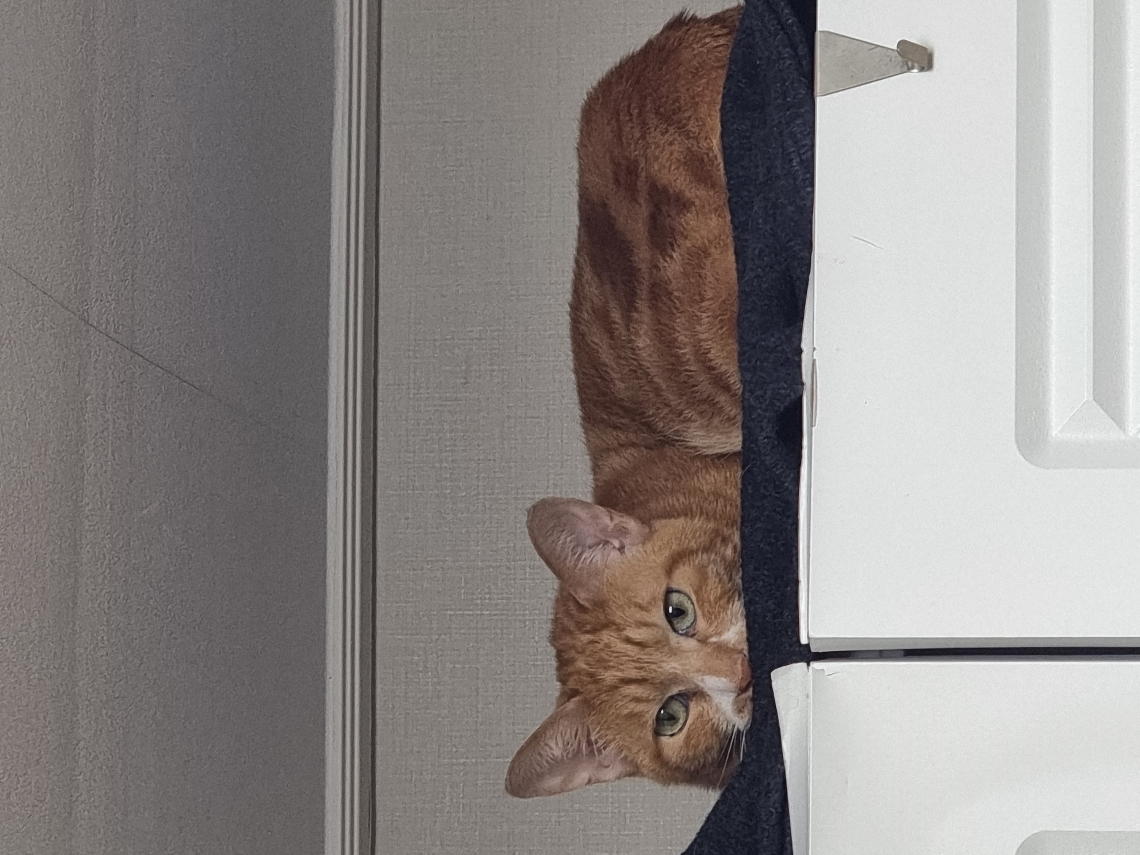 필구 임보 한달차 이야기