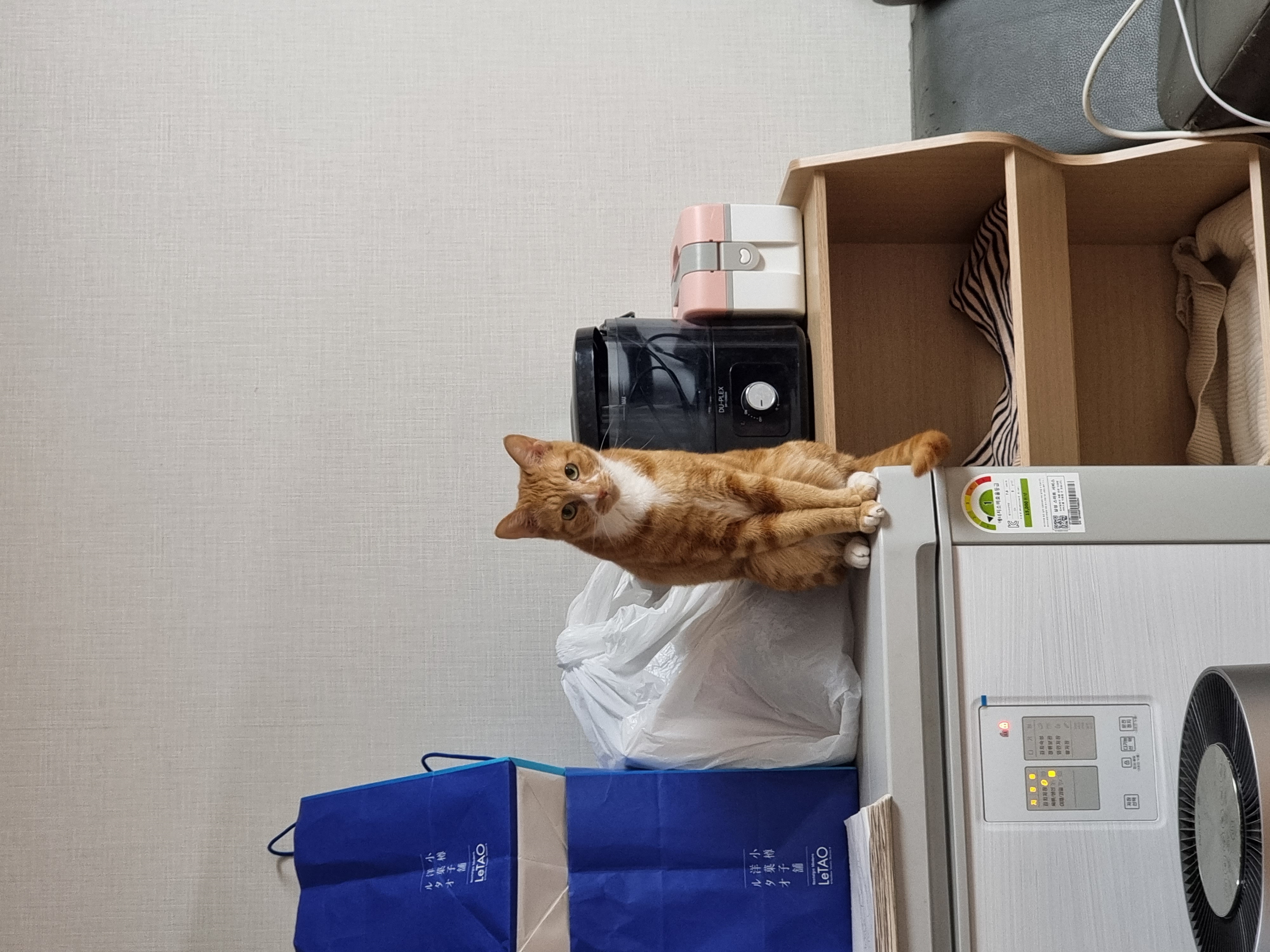 필구 임보 한달차 이야기