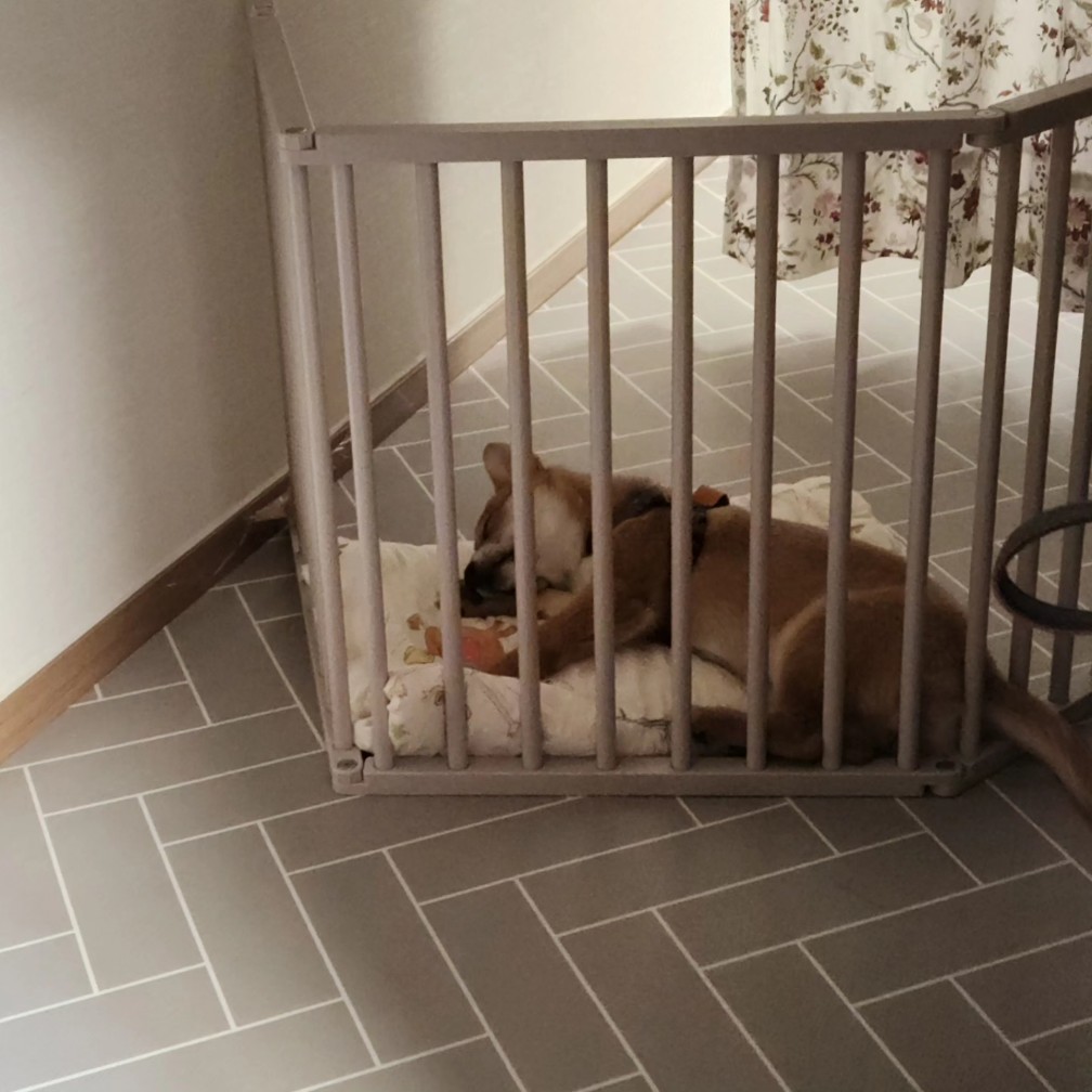 팜이 딸(수수) 사탕이 첫 번째 입양 후기입니다. 