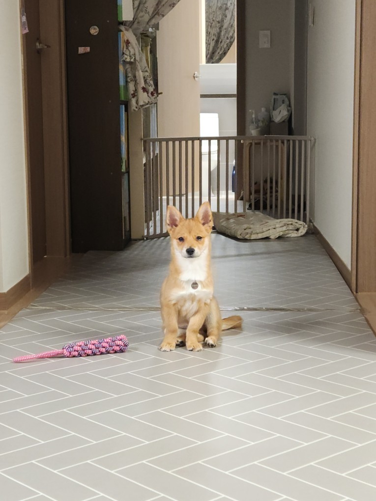 팜이 딸(수수) 사탕이 첫 번째 입양 후기입니다. 