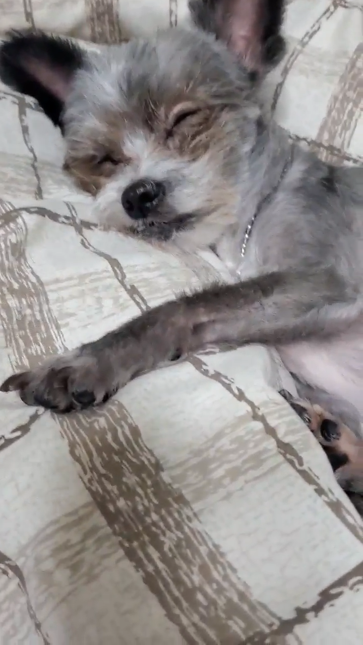 임보 2개월이 지나고 나서  입양을 하게 된 소피의 3개월째 이야기를 전해드립니다.