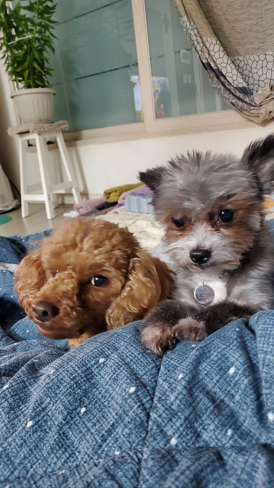 임보 2개월이 지나고 나서  입양을 하게 된 소피의 3개월째 이야기를 전해드립니다.