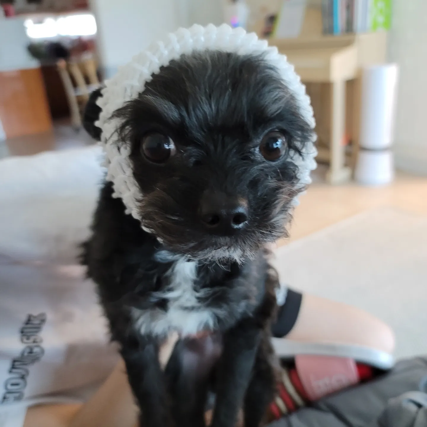 아라와 보낸지 3년이네요