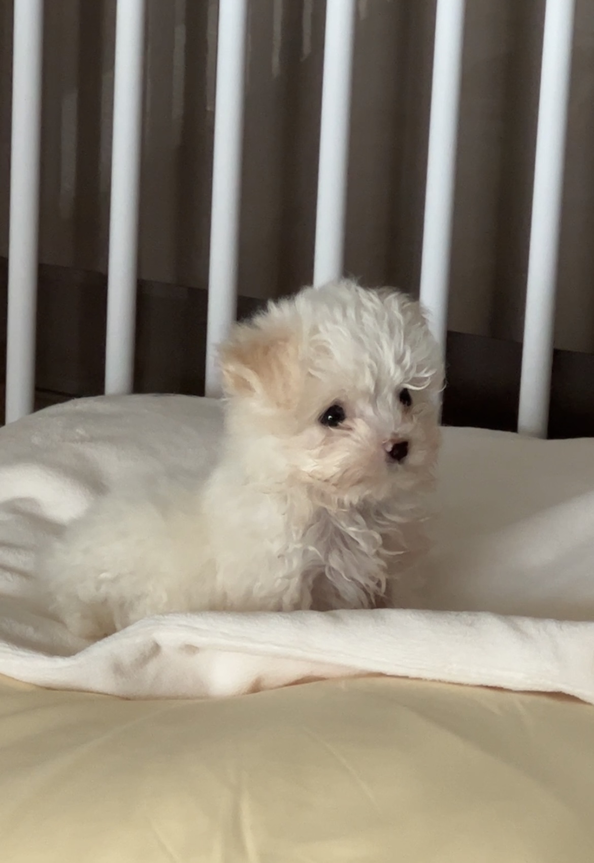 밥풀이 (구 다웅이) 입양 일주일차 후기입니다~