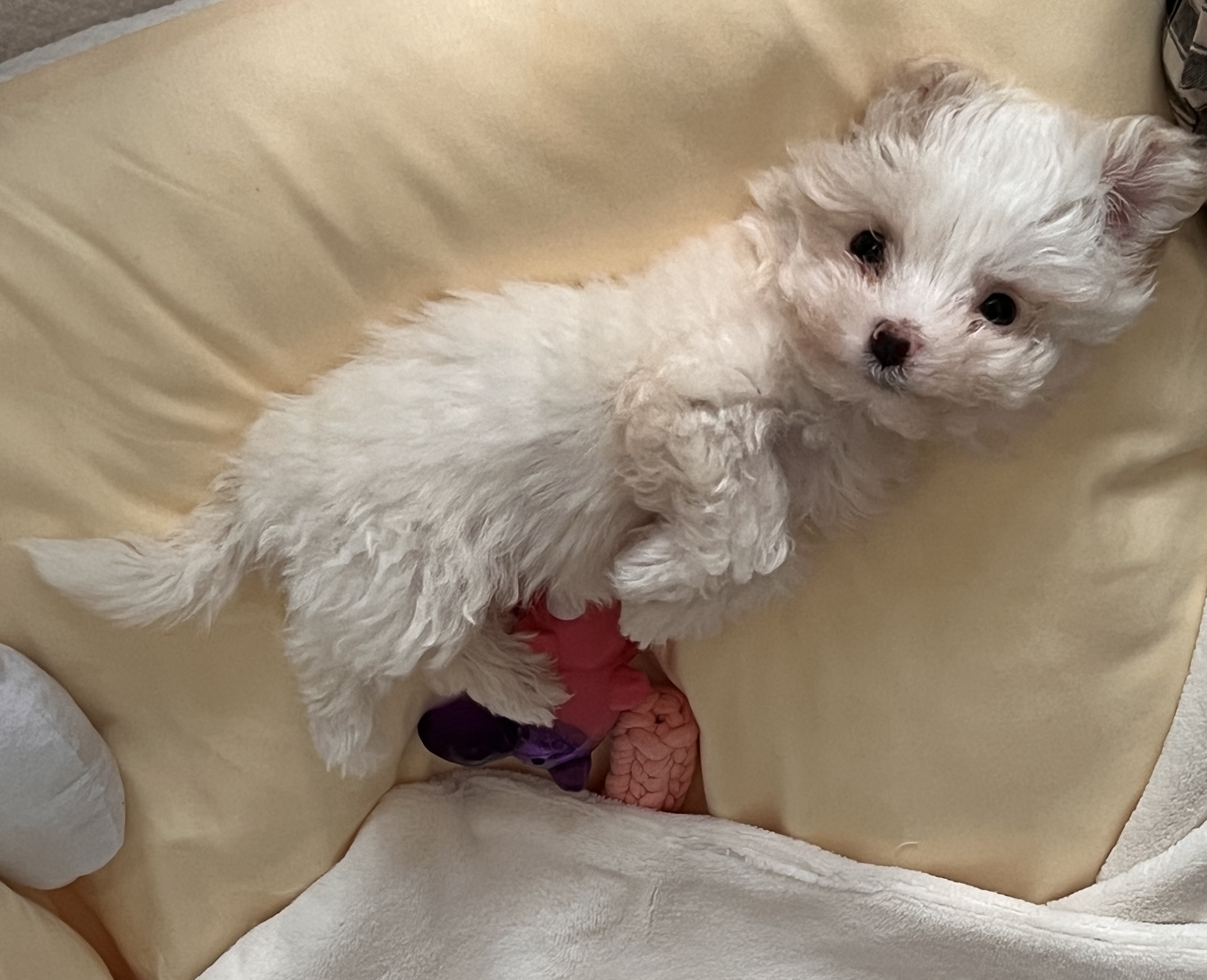 밥풀이 (구 다웅이) 입양 일주일차 후기입니다~