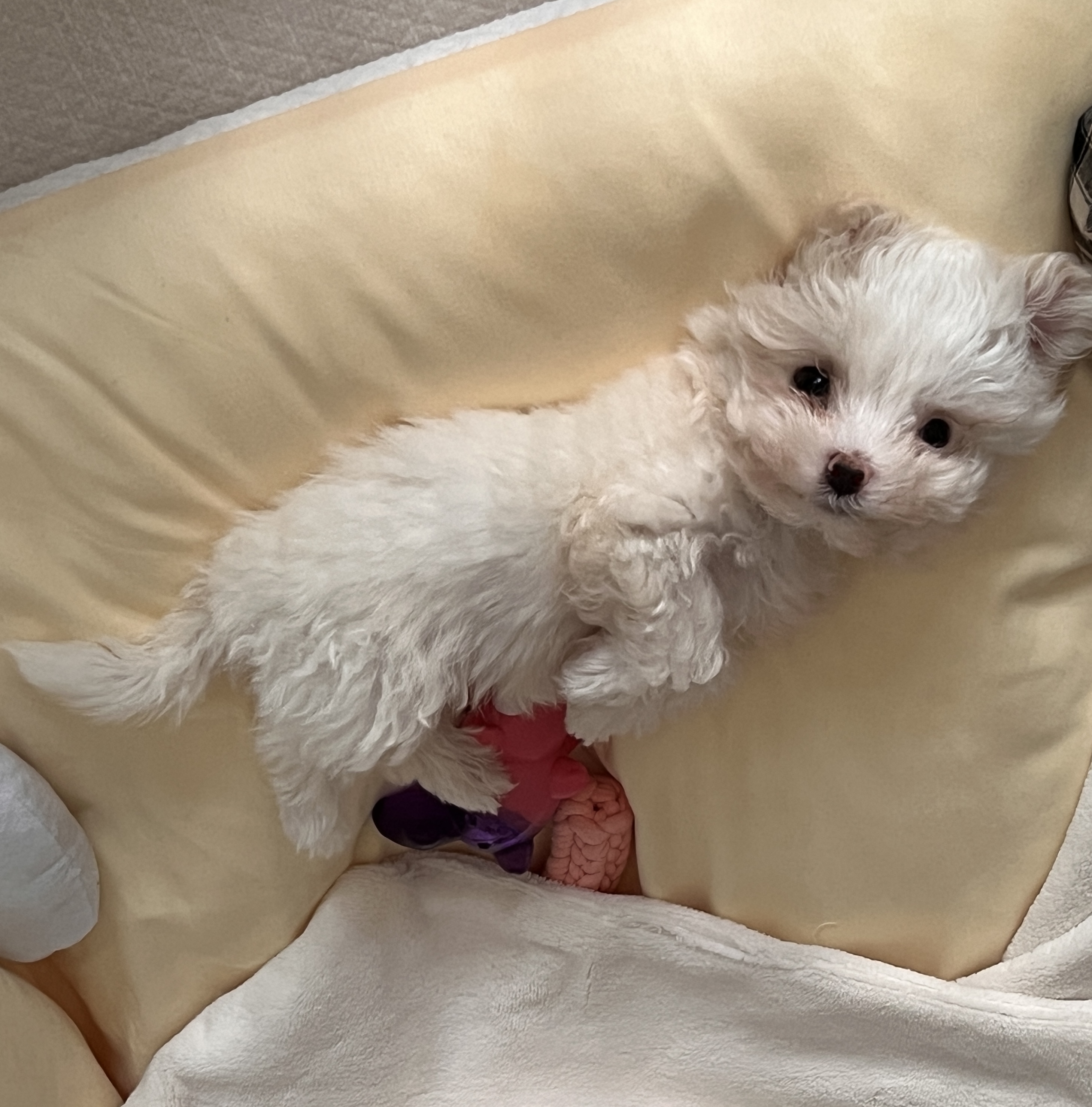 밥풀이 (구 다웅이) 입양 일주일차 후기입니다~