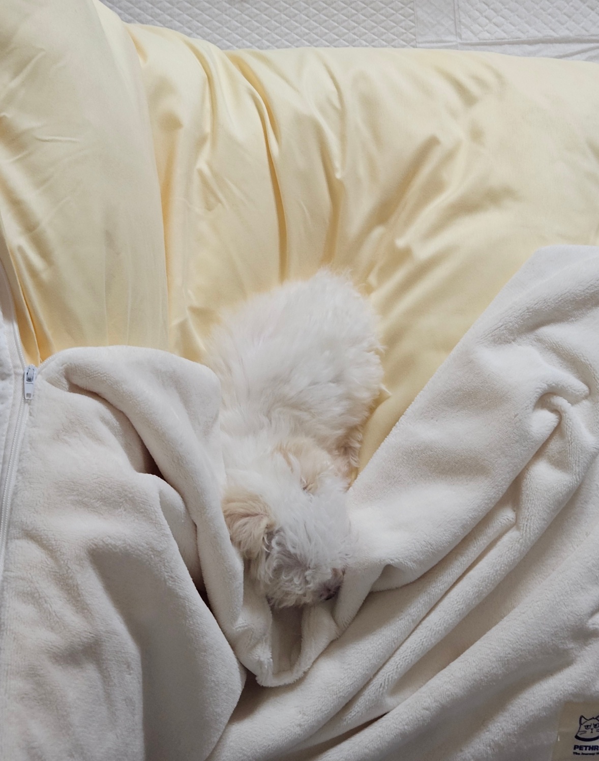 밥풀이 (구 다웅이) 입양 일주일차 후기입니다~