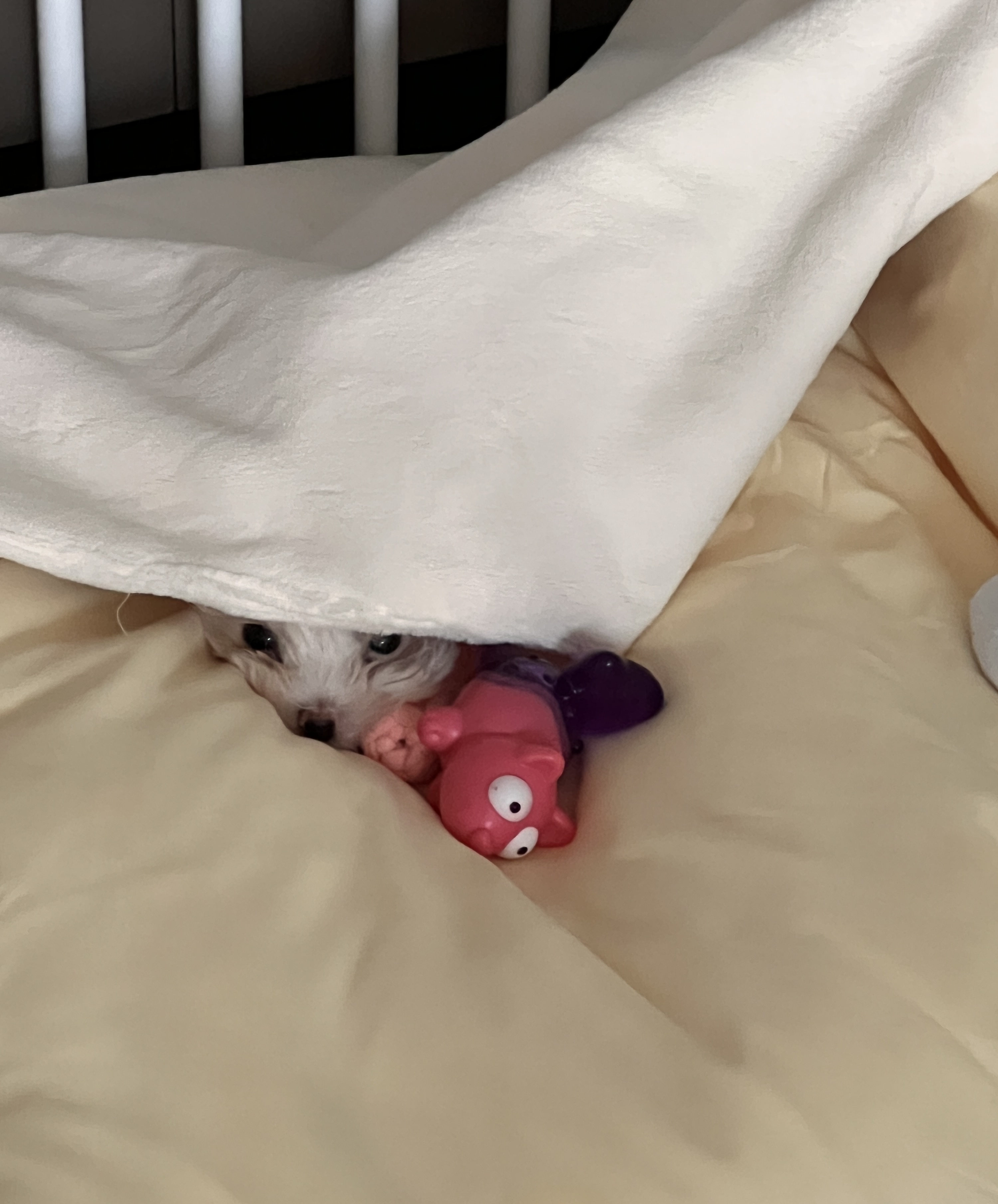 밥풀이 (구 다웅이) 입양 일주일차 후기입니다~