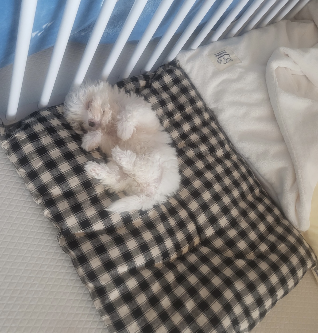 밥풀이 (구 다웅이) 입양 일주일차 후기입니다~