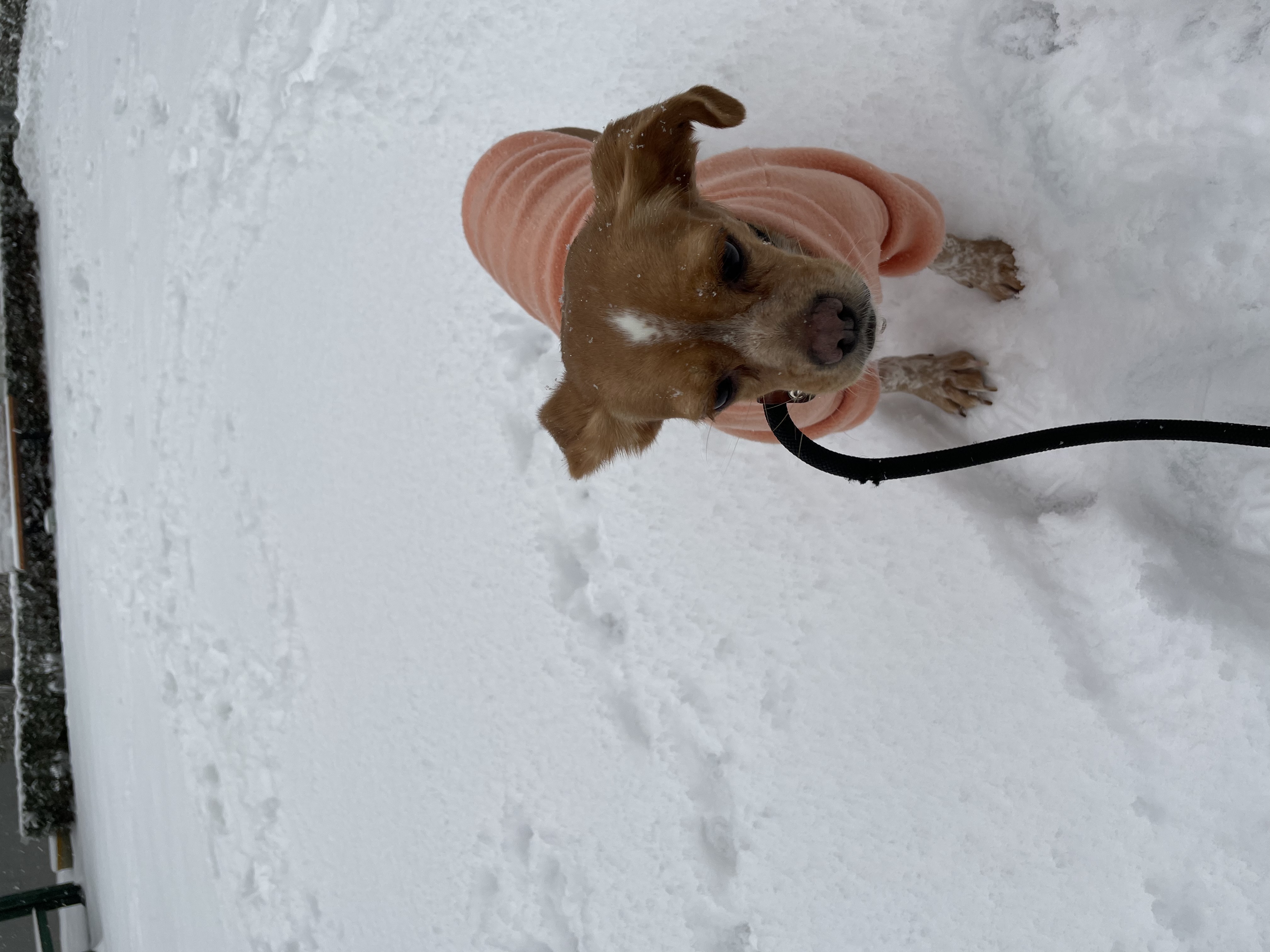 밤이(삐삐)가 가족이 된지 일년이 되었습니다!