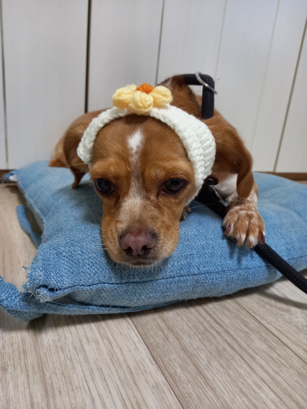 밤이(삐삐)가 가족이 된지 일년이 되었습니다!