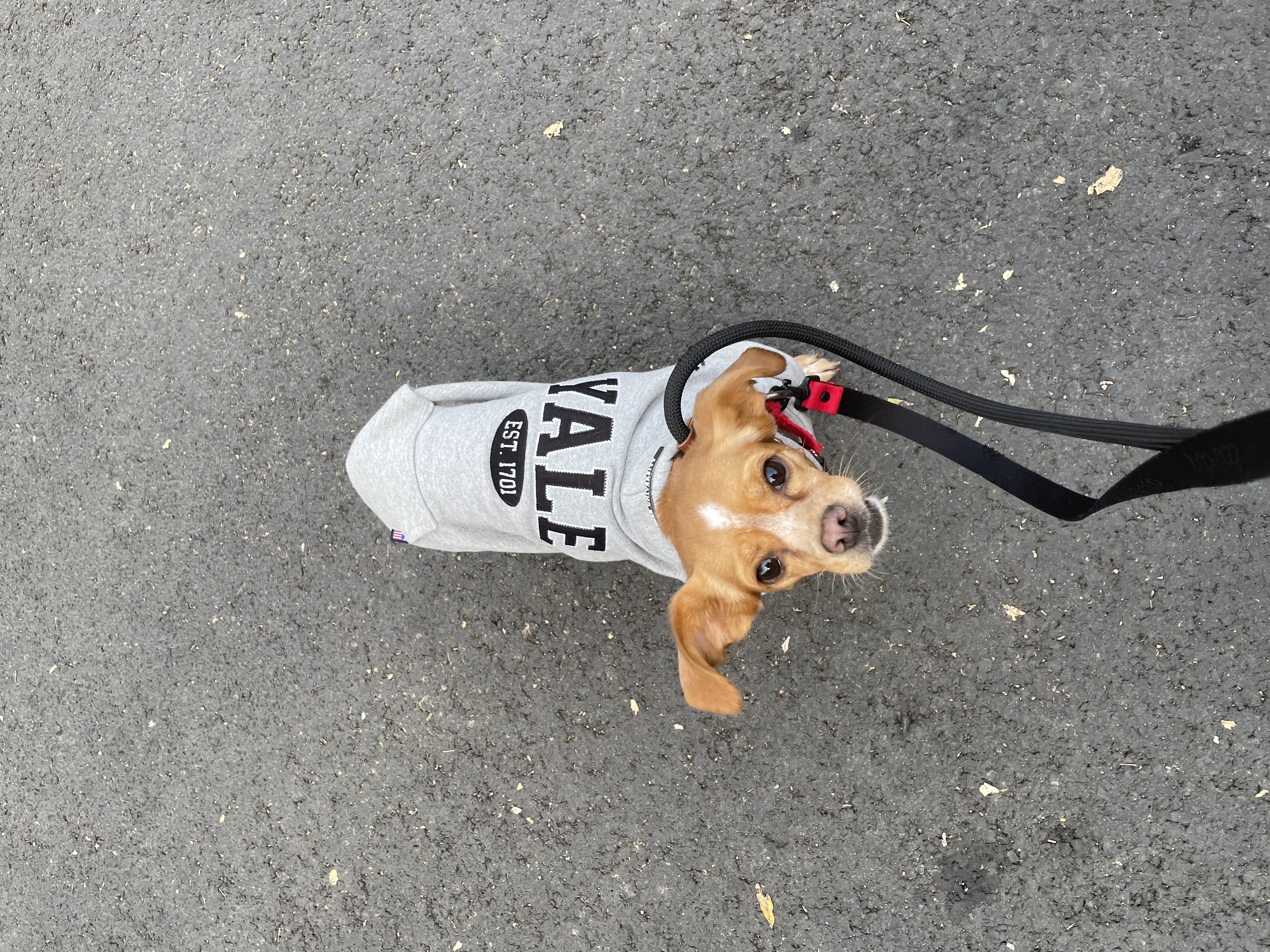 밤이(삐삐)가 가족이 된지 일년이 되었습니다!