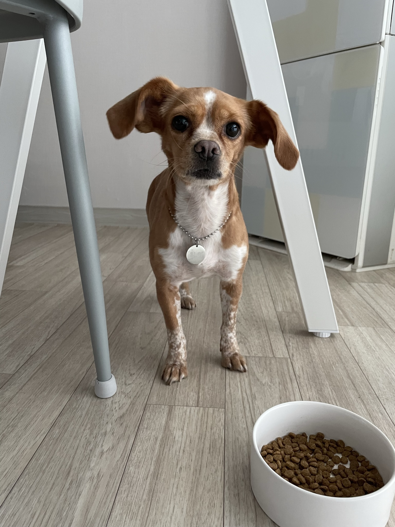 밤이(삐삐)가 가족이 된지 일년이 되었습니다!