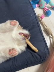 복이(짱무) 잘지내고 있어요~