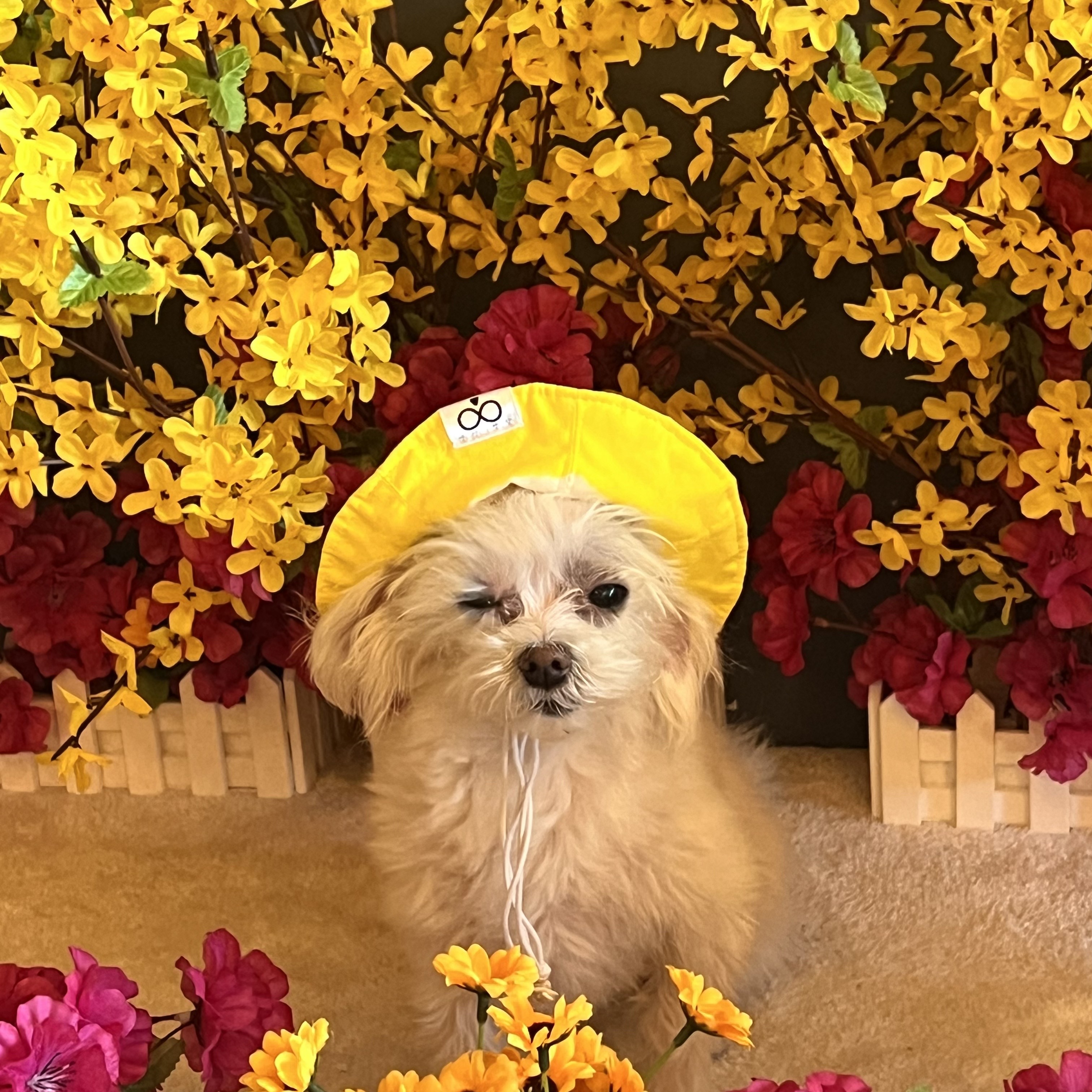 삼원이 (다비)는 많이 활발해졌어요!