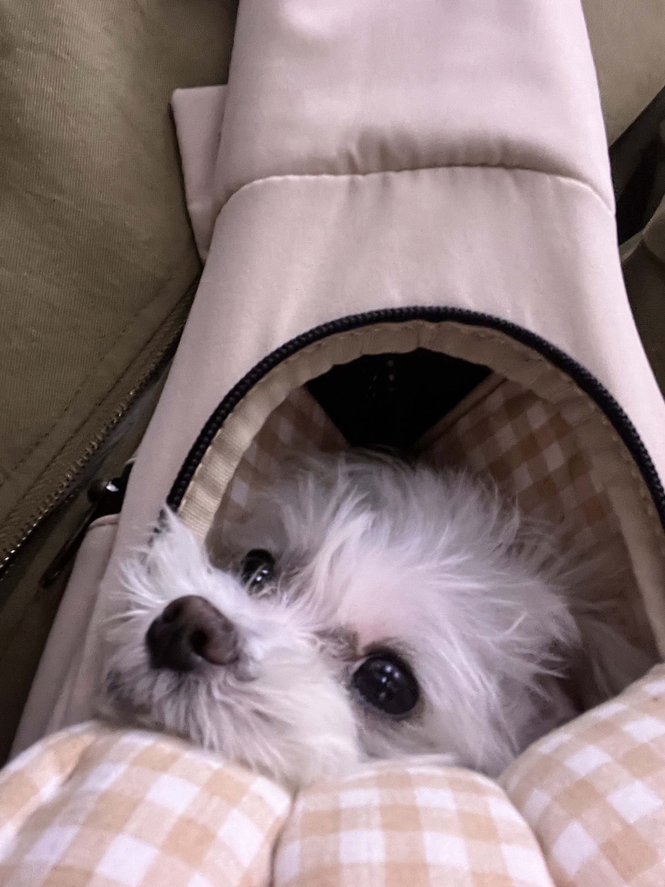 삼원이 (다비)는 많이 활발해졌어요!