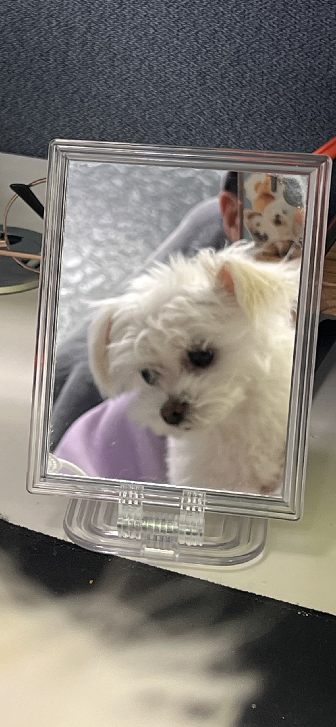 삼원이 (다비)는 많이 활발해졌어요!