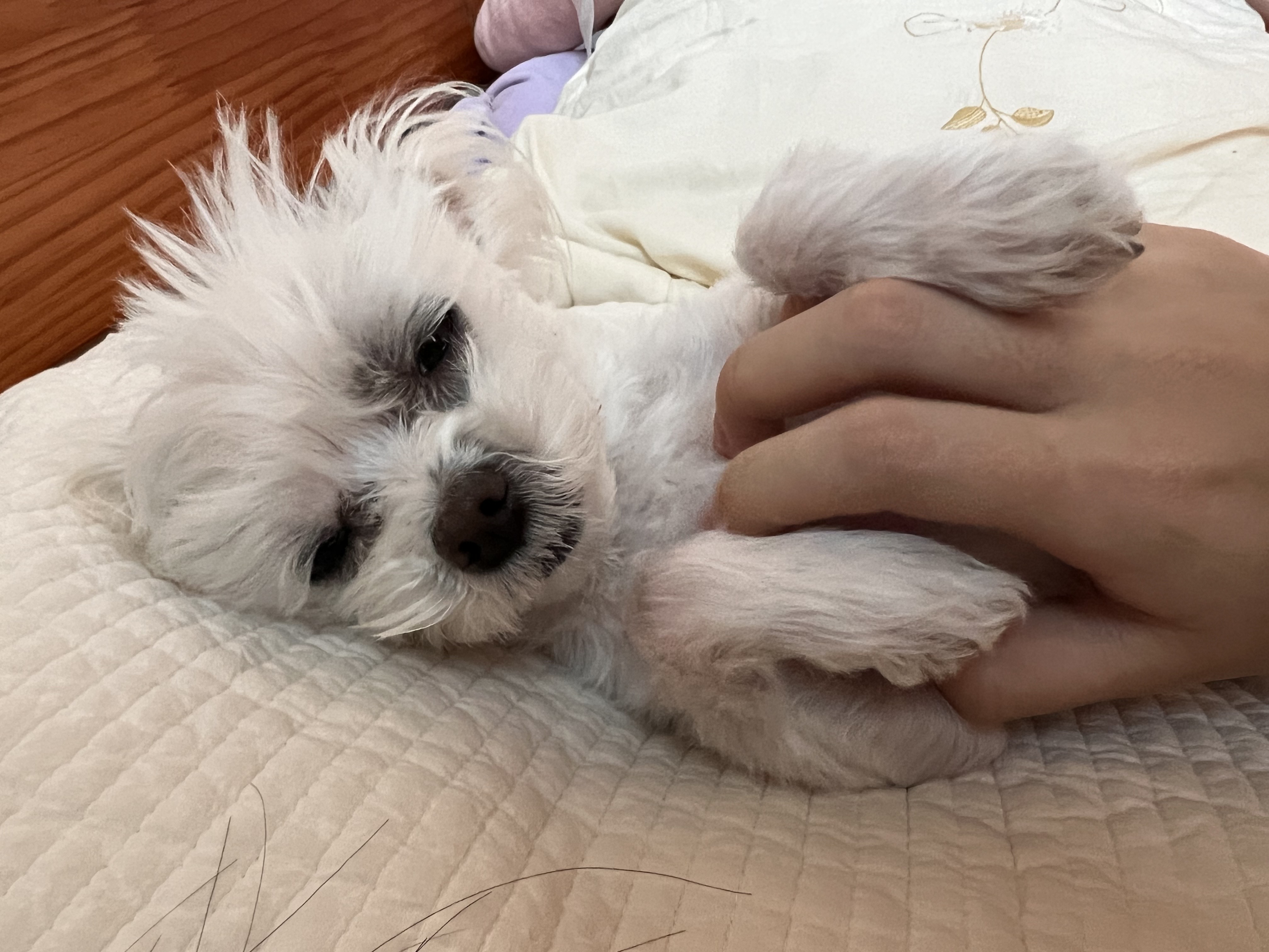 삼원이 (다비)는 많이 활발해졌어요!