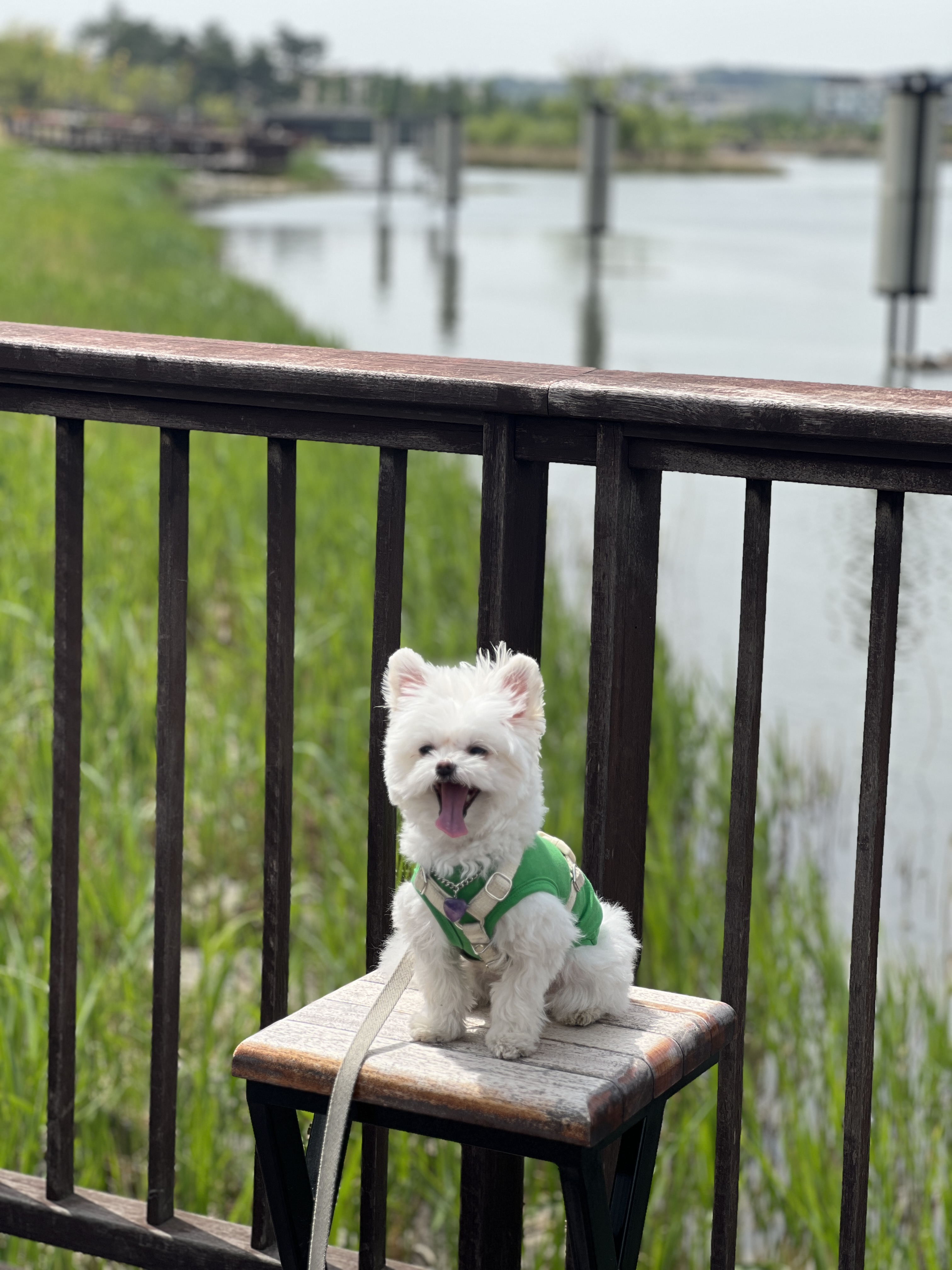 아산 나엘(구 가희)