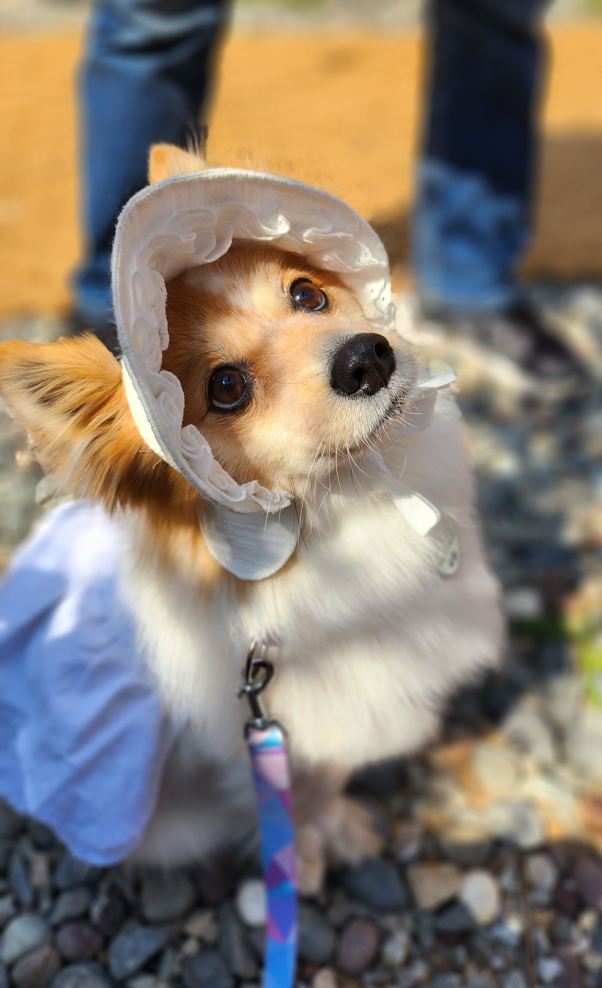 버섯농장에서 구조되었던 라떼(우리) 입양 5년차!