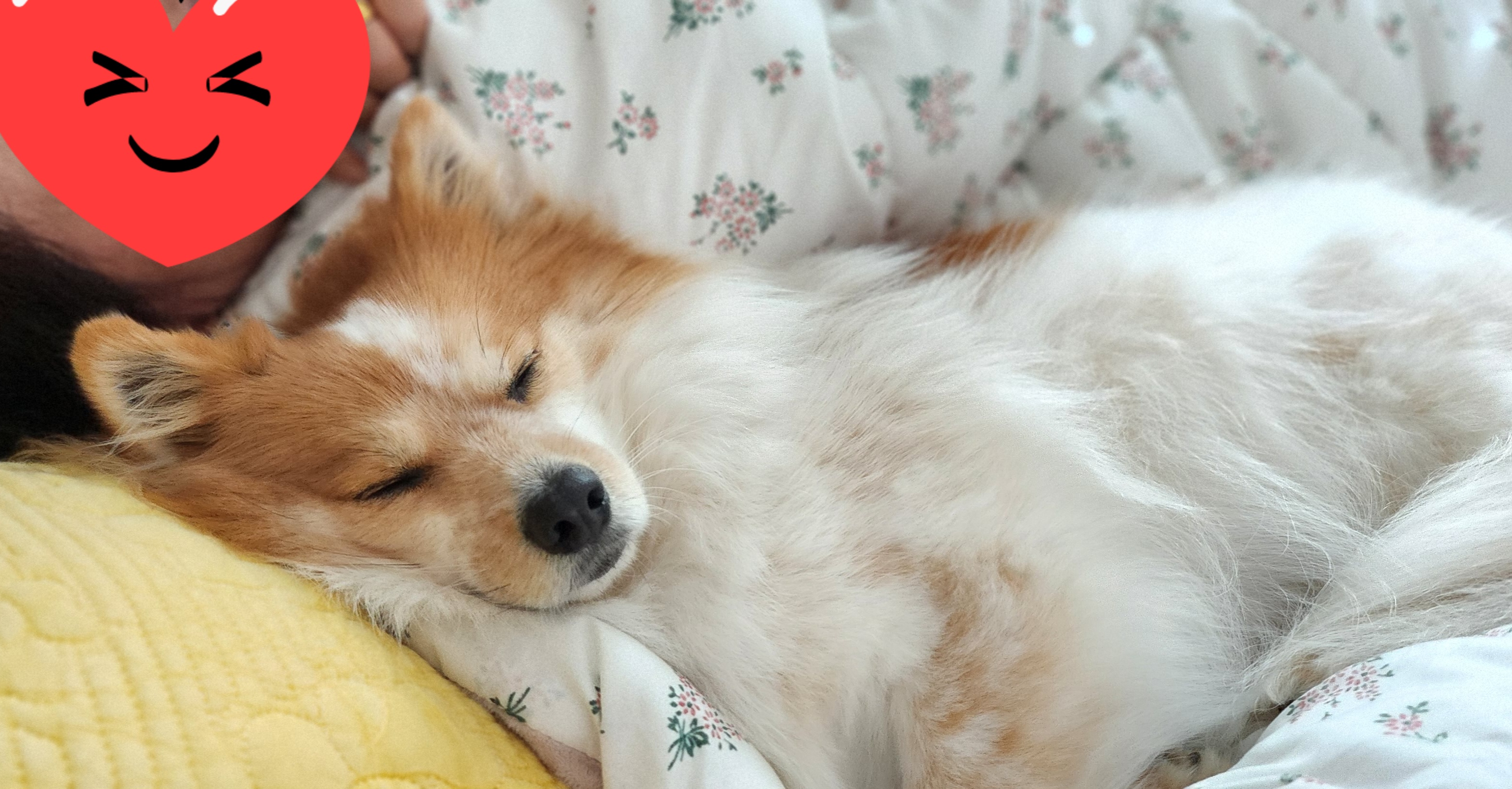 버섯농장에서 구조되었던 라떼(우리) 입양 5년차!