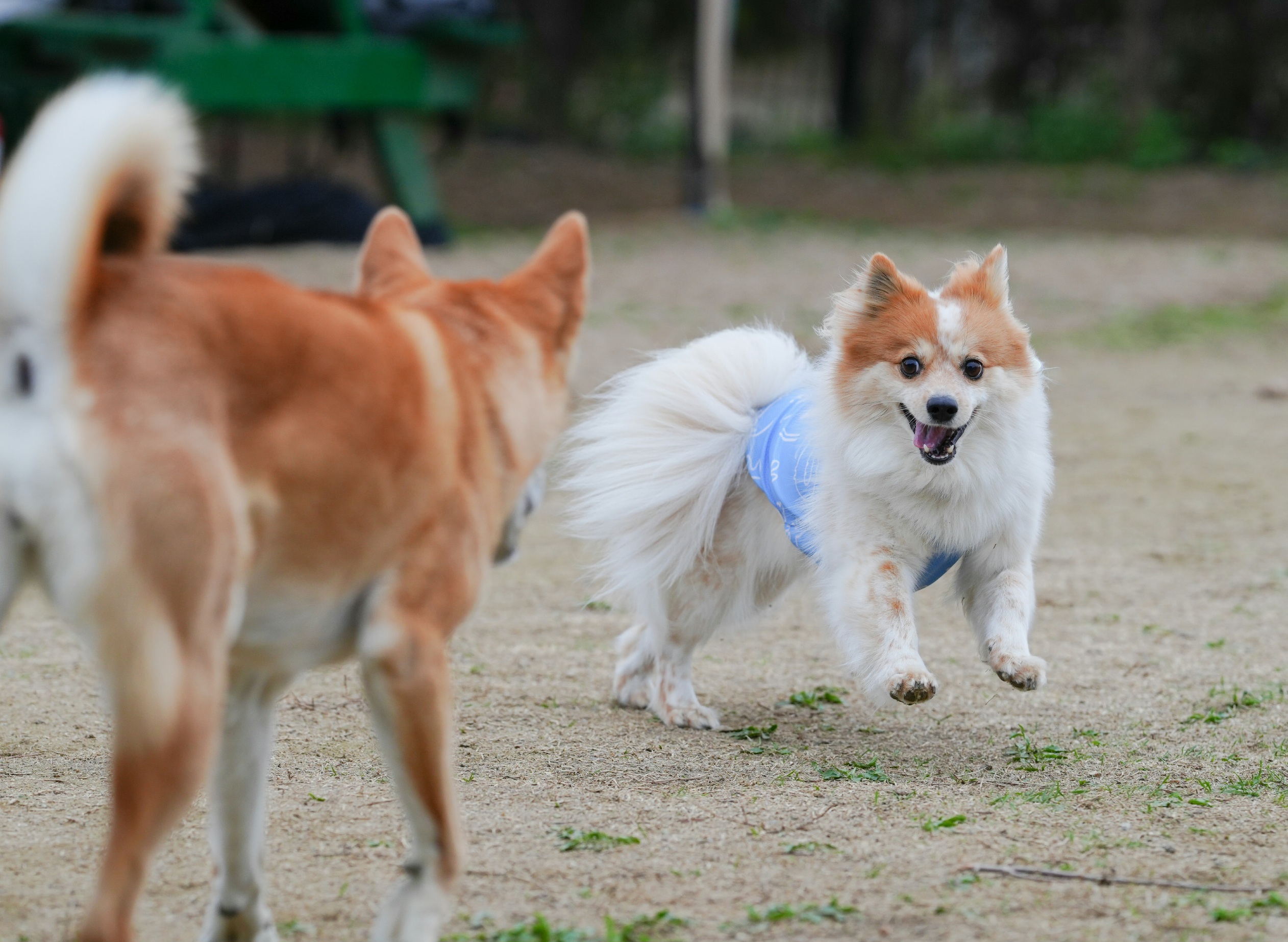 버섯농장에서 구조되었던 라떼(우리) 입양 5년차!