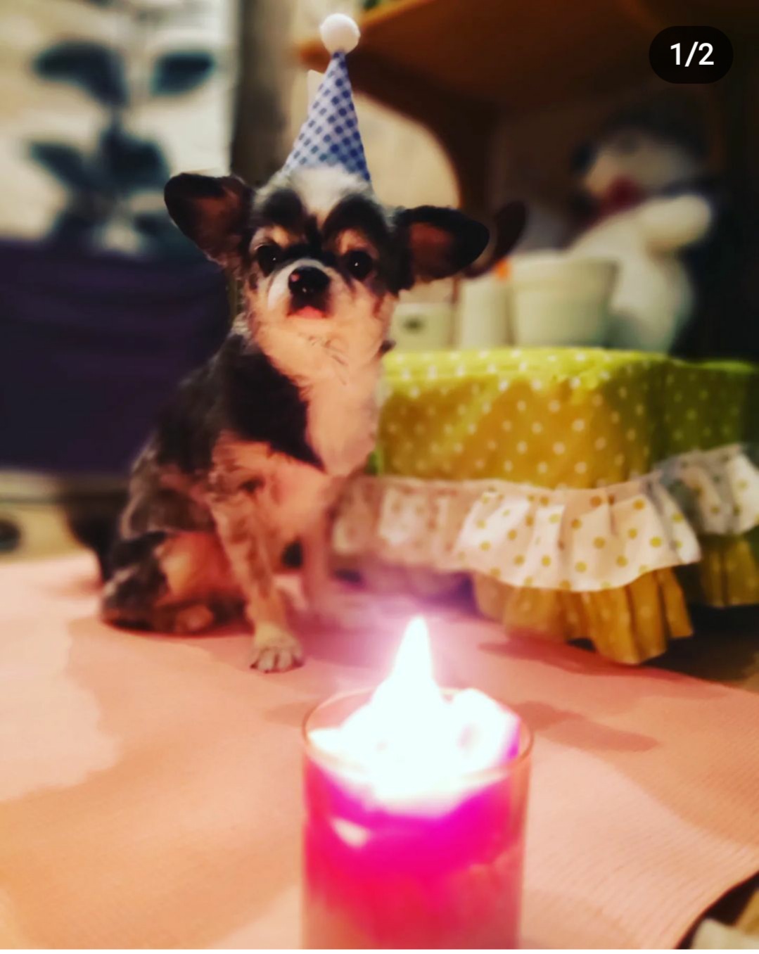 별(깜치)이는 잘지내고 있어요