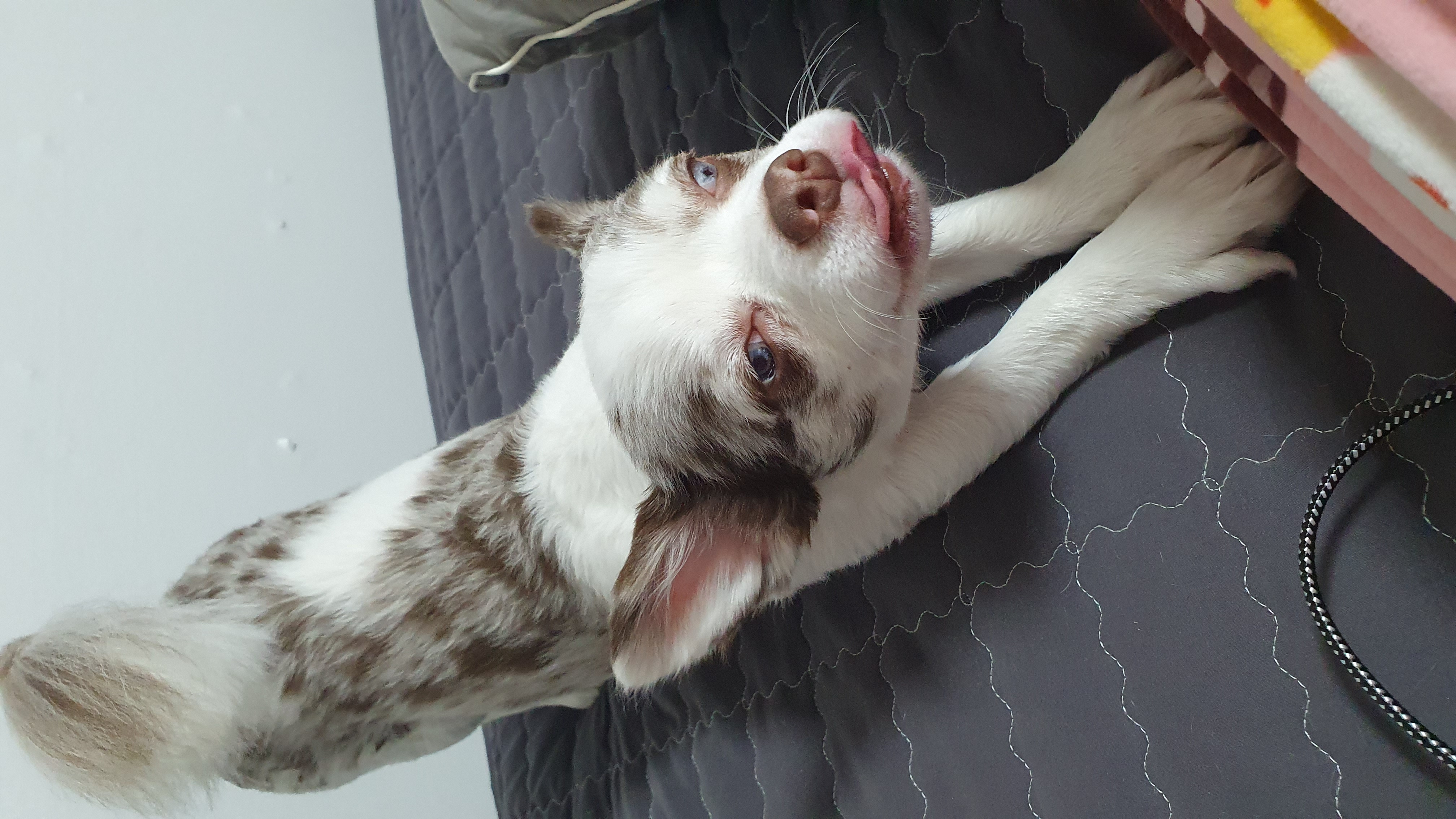 장모치와와 탄이(모지) 입니다!!