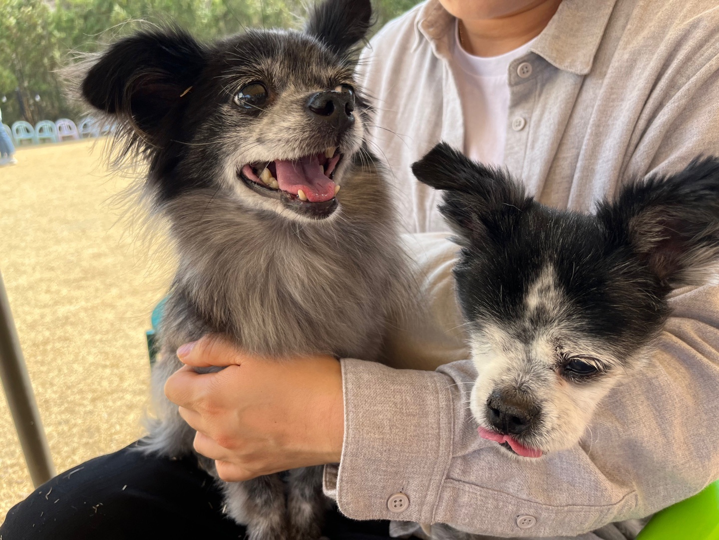 장탄씨 이야기 (#동자연_탄이) : 탄이의 입양 3주년 후기