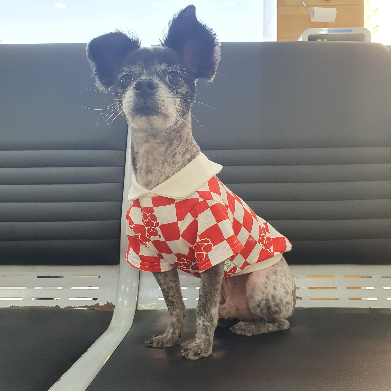 장탄씨 이야기 (#동자연_탄이) : 탄이의 입양 3주년 후기