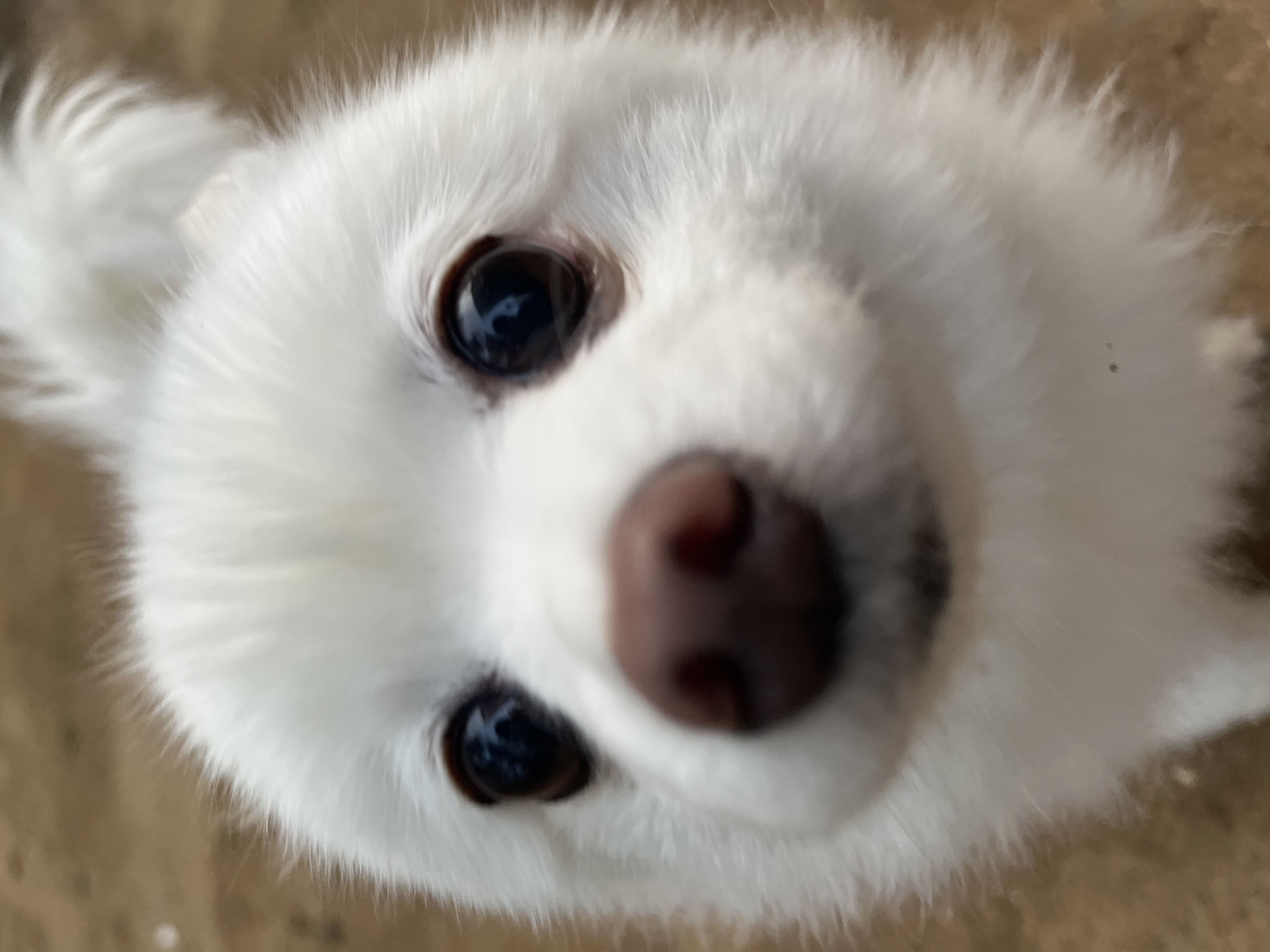 조금 늦은 봄이 2주년 후기(곤지암 눈송이)