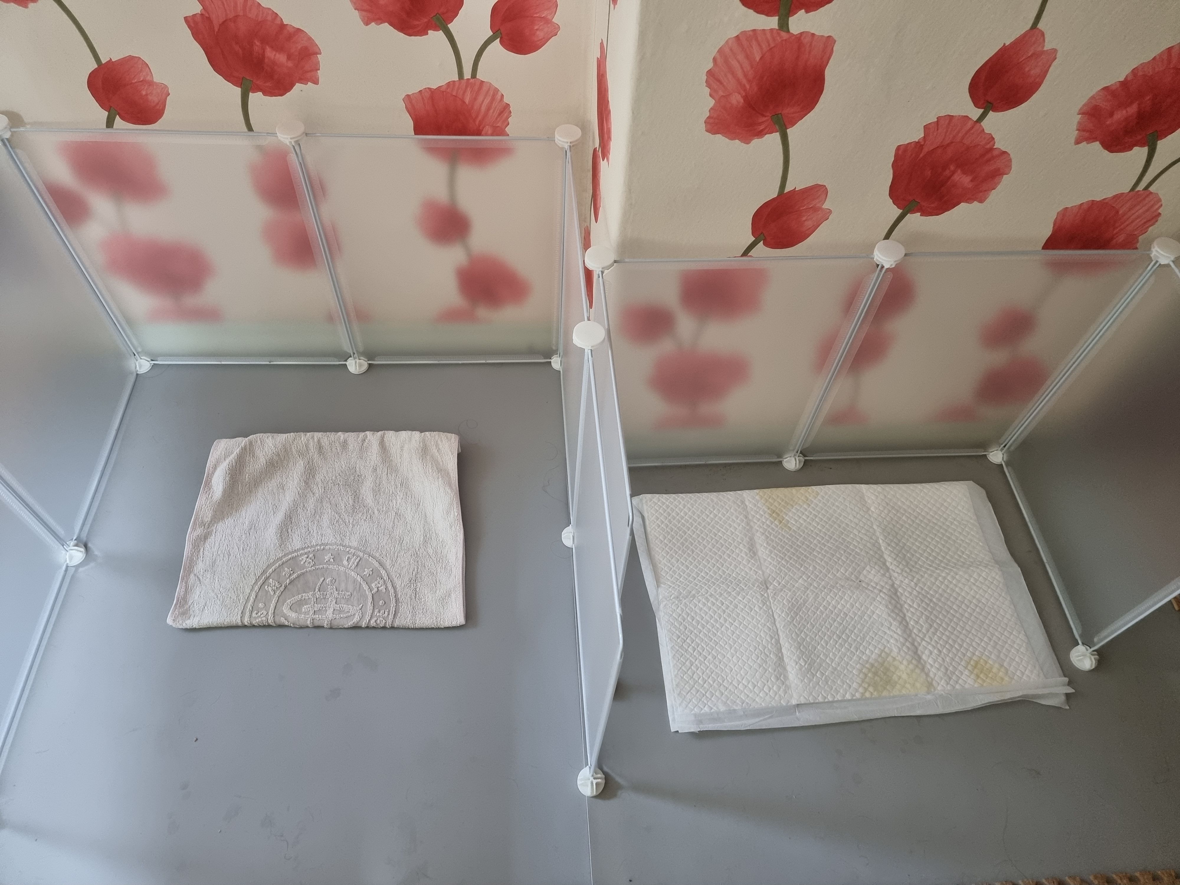 귀리(누리) 1주일 되었습니다.