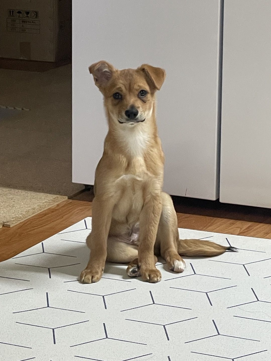 귀리(누리) 1주일 되었습니다.